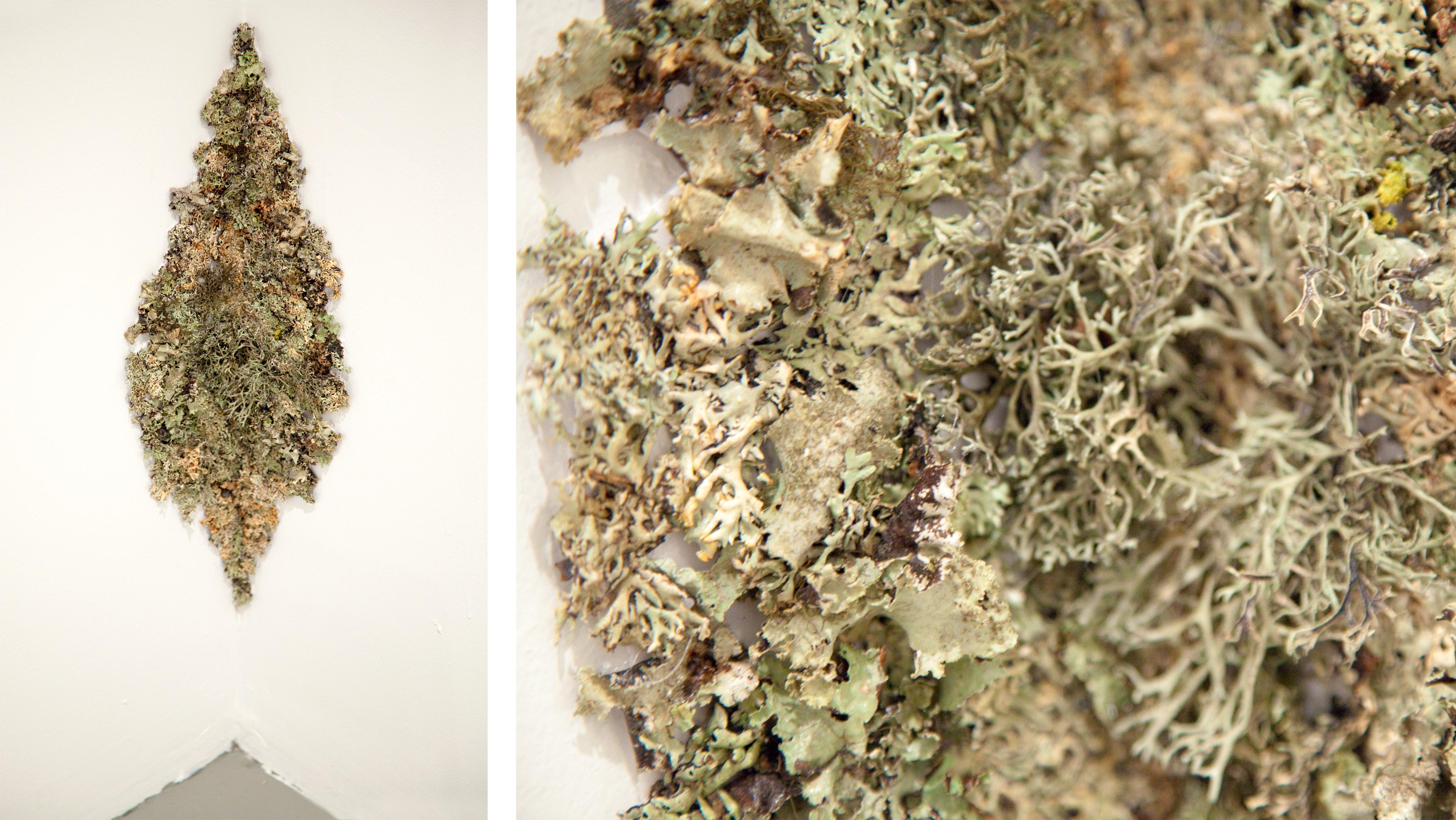 Encrustation (Lichen)