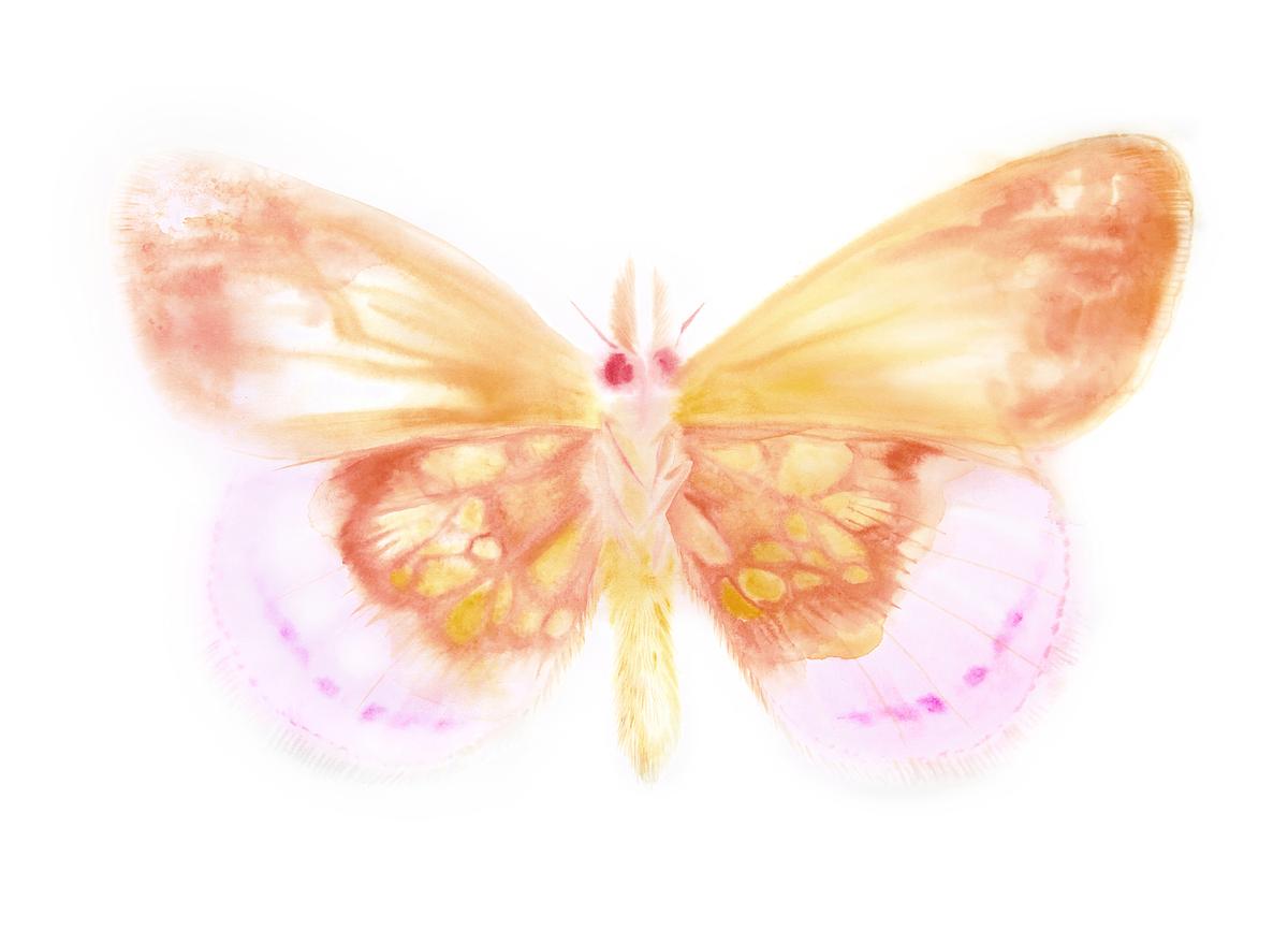 Krolik's Lesser Fritillary (Clossiana kroliki) from Ada, or Ardor - Verso I
