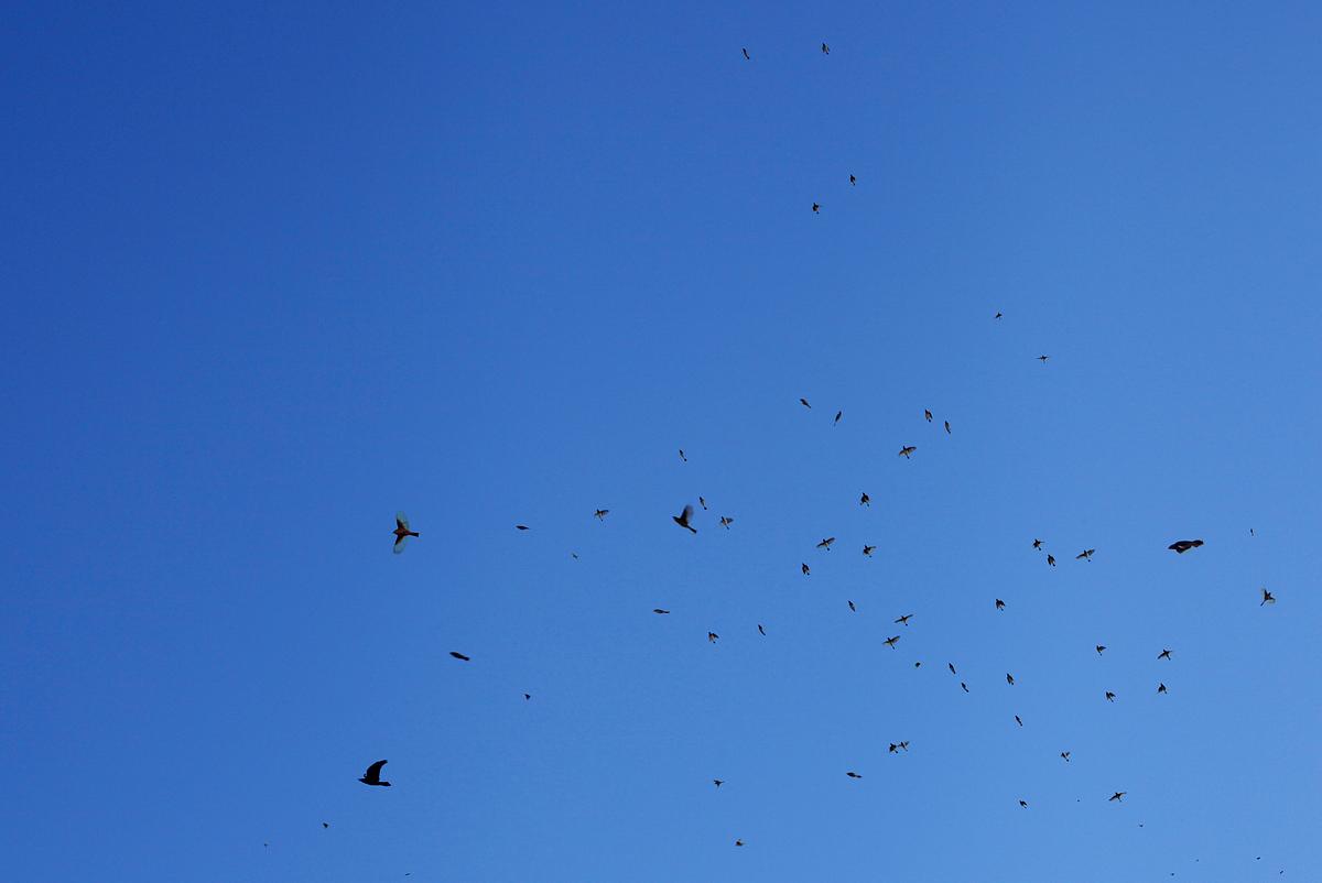One Hour of Birds (Lilly McElroy - Morning in her Highland Park front yard, Hoping for the unkindness of ravens to return, Los Angeles)