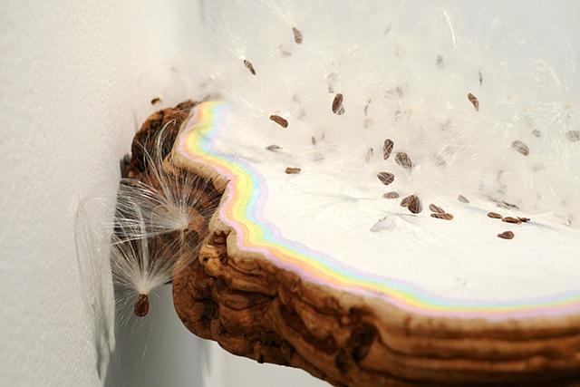 Detail shot of 'Island Biogeography (for Robert MacArthur)'