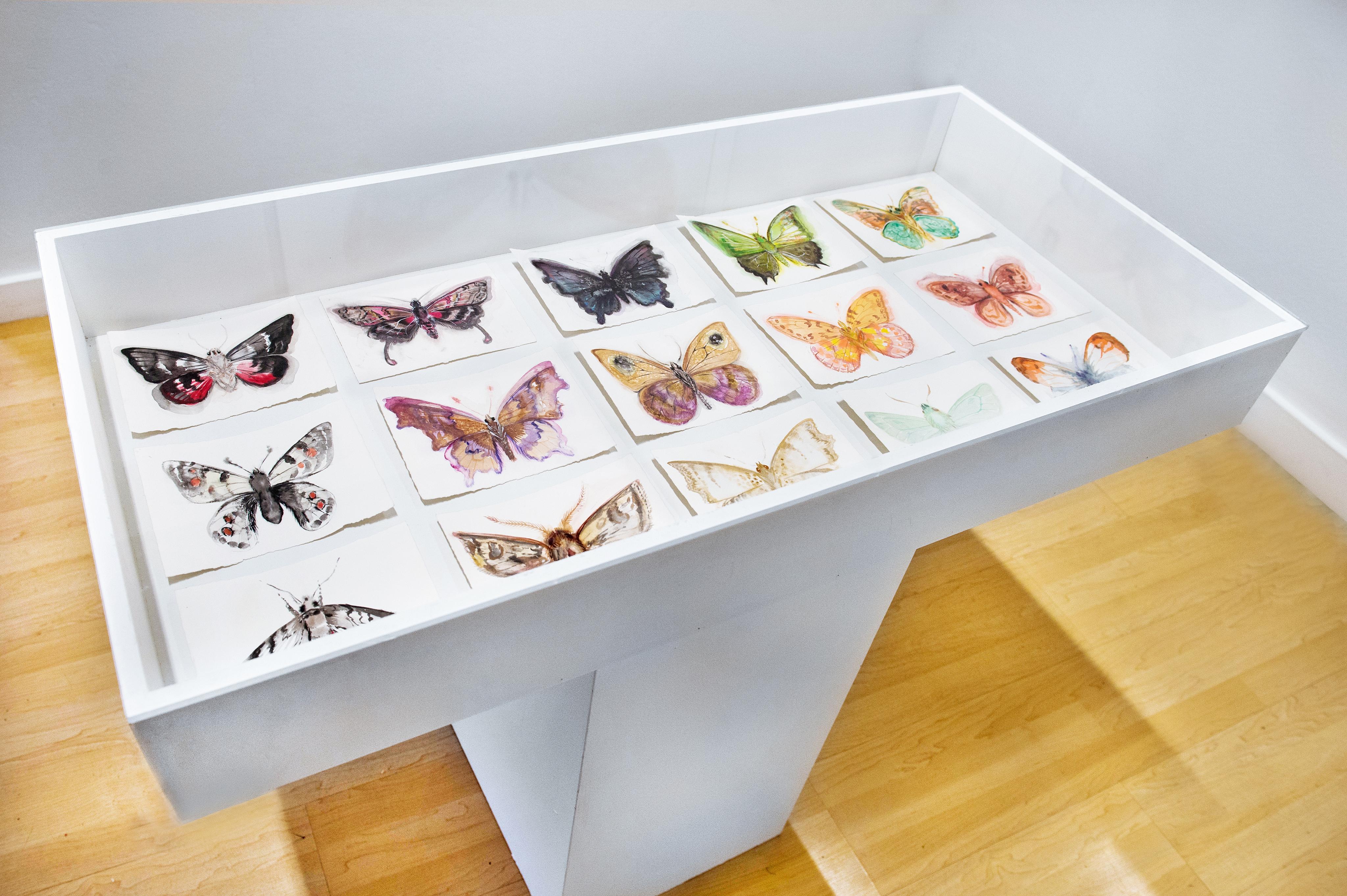 Exhibition detail of Nabokov's (Invented) Butterflies in vitrine