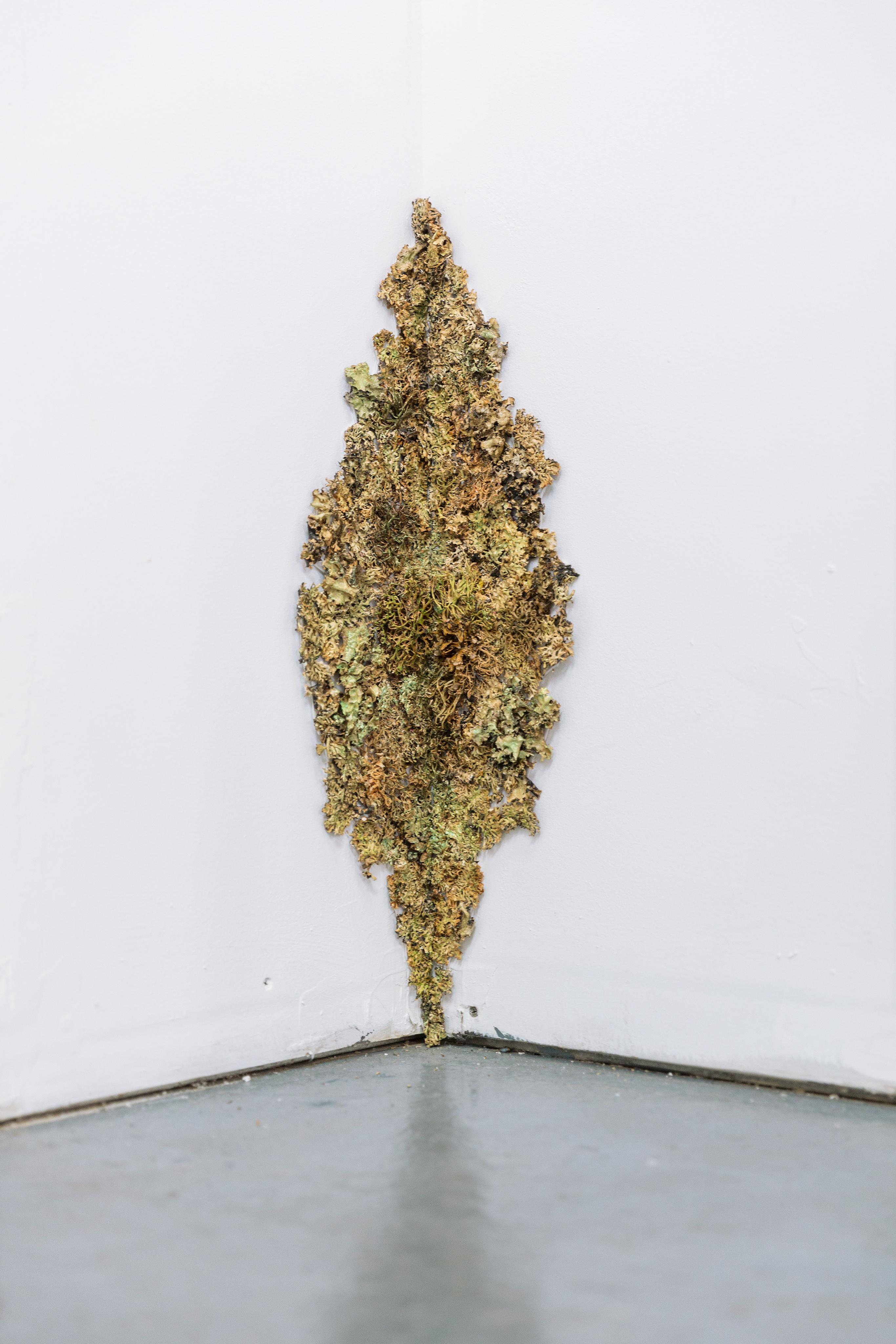 Encrustation (Lichen)