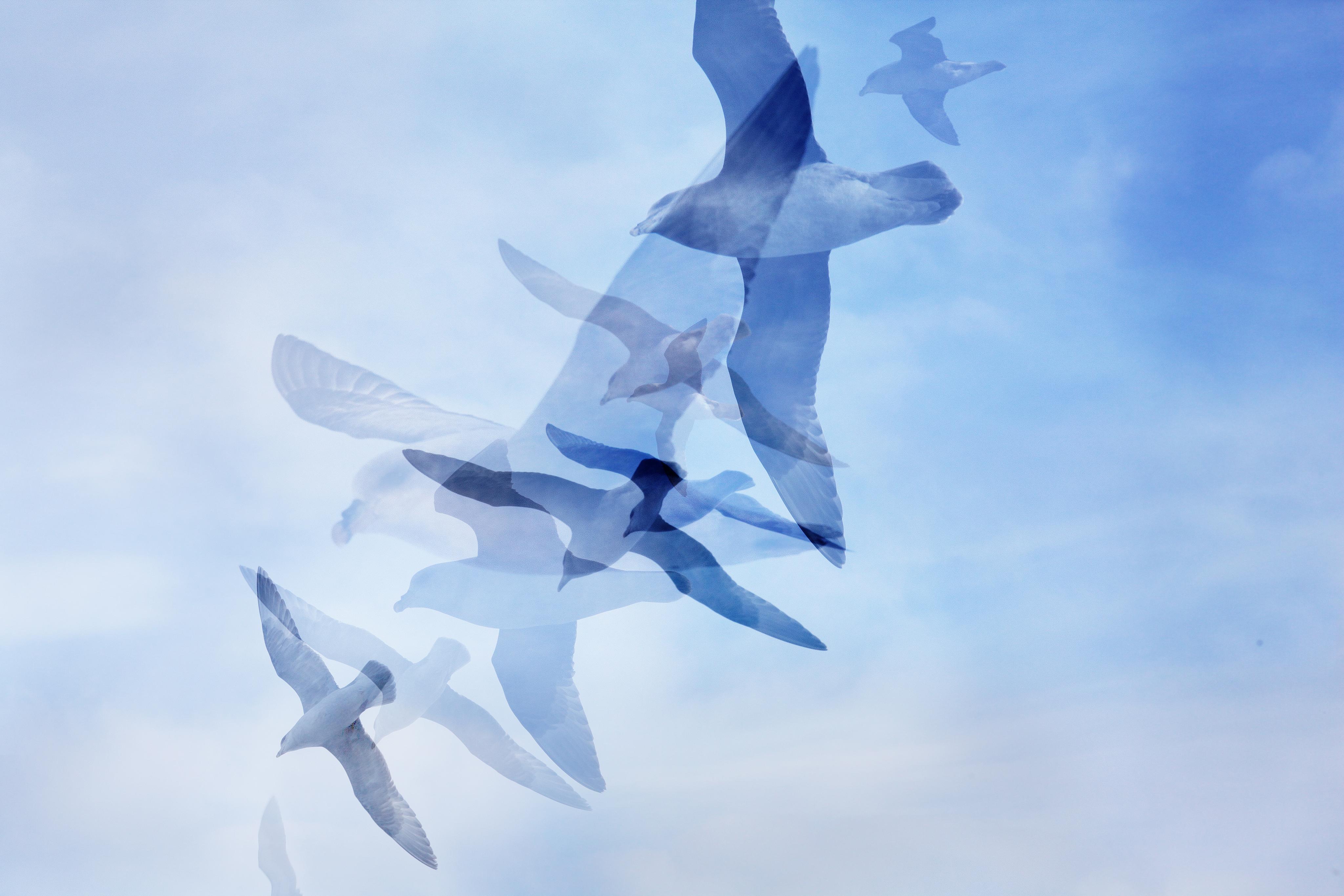 One Hour of Birds (Jenny Kendler - On the deck of The Polargirl on the way back from Pyramiden, against the wind, Svalbard)