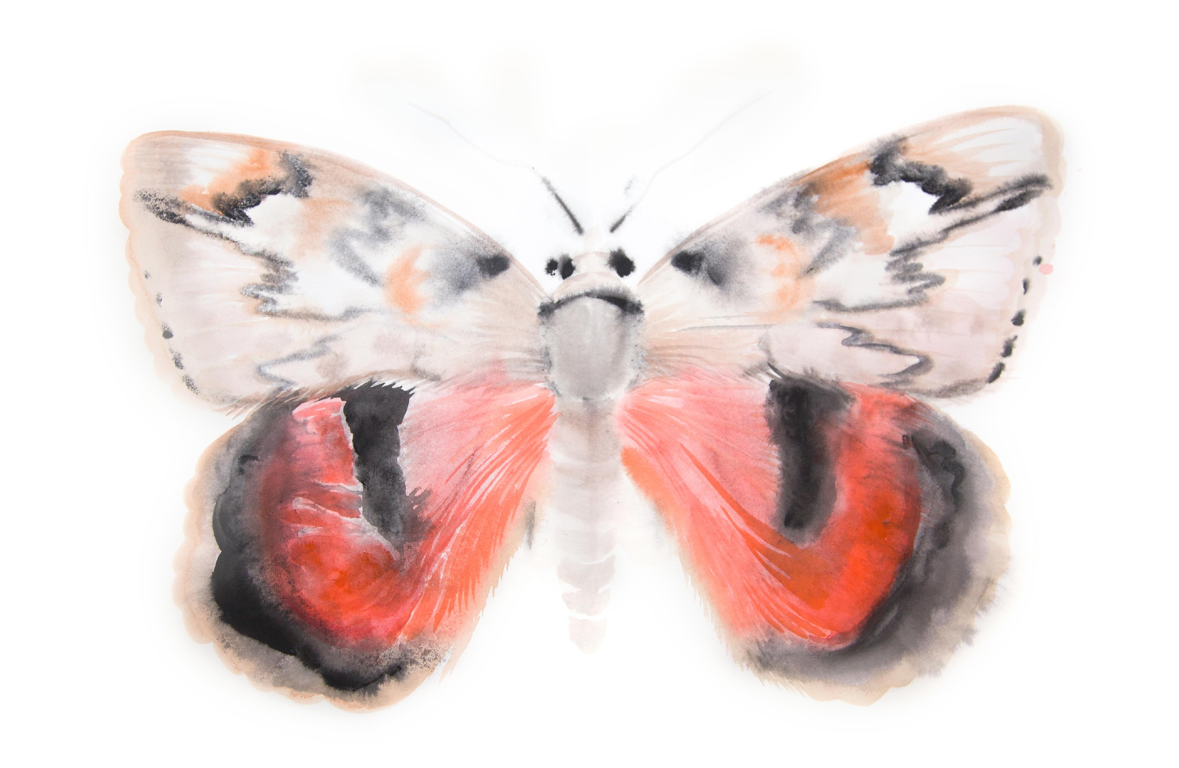 Lorelei Underwing (Catocala lorelei) from Ada, or Ardor - Recto I