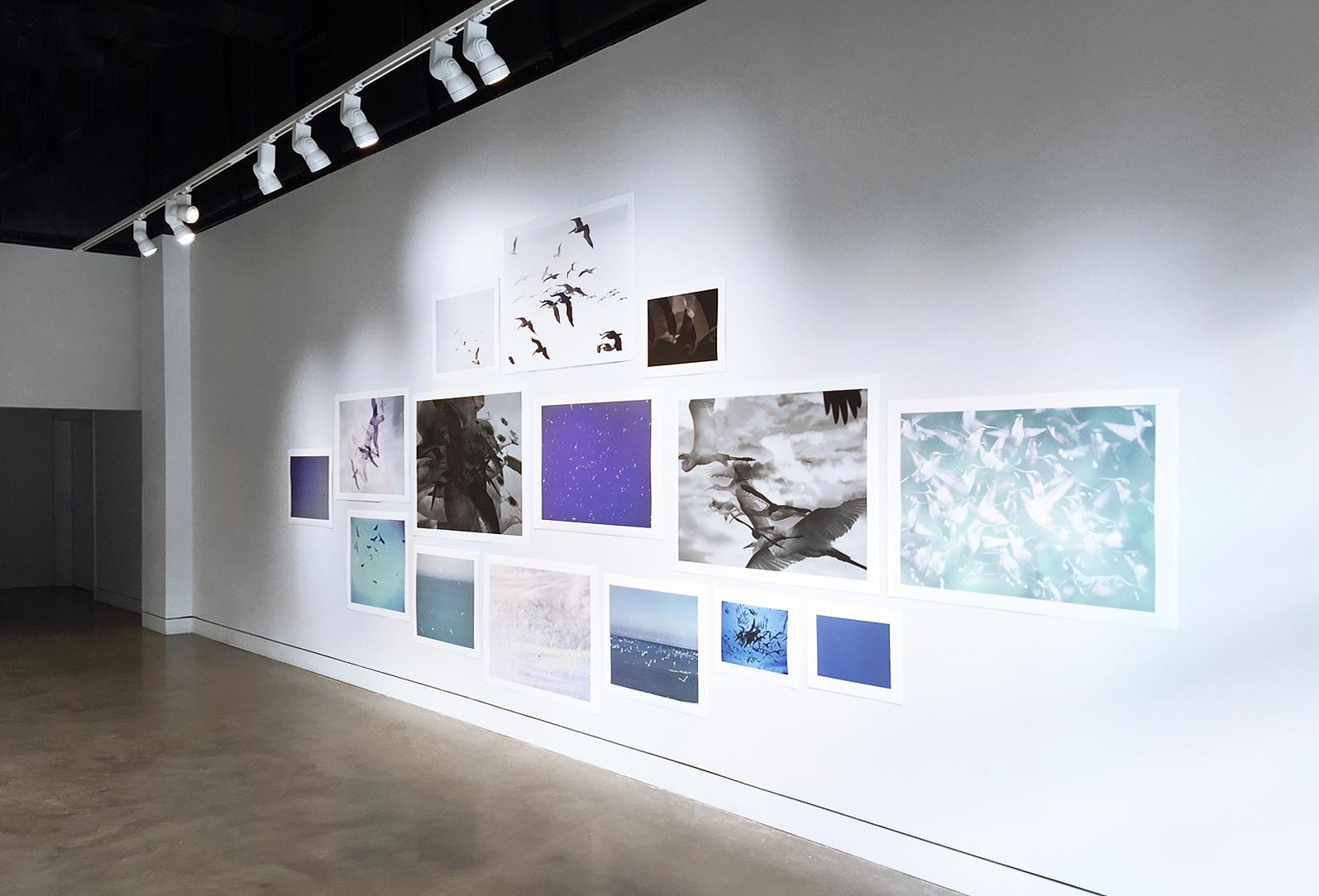 One Hour of Birds at iMOCA
