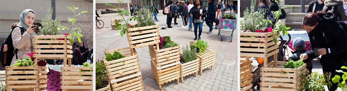 Garden for a Changing Climate at UIC