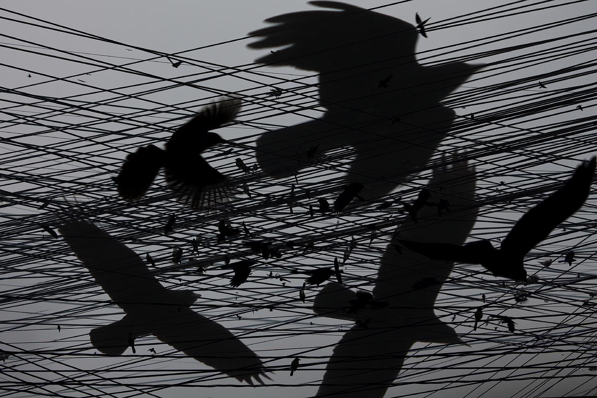 One Hour of Birds (Maya Land  Crows, and others, on the wires)