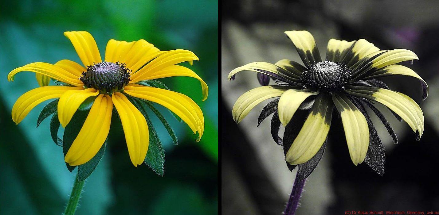 Visible-light and UV-light views of Rudbeckia