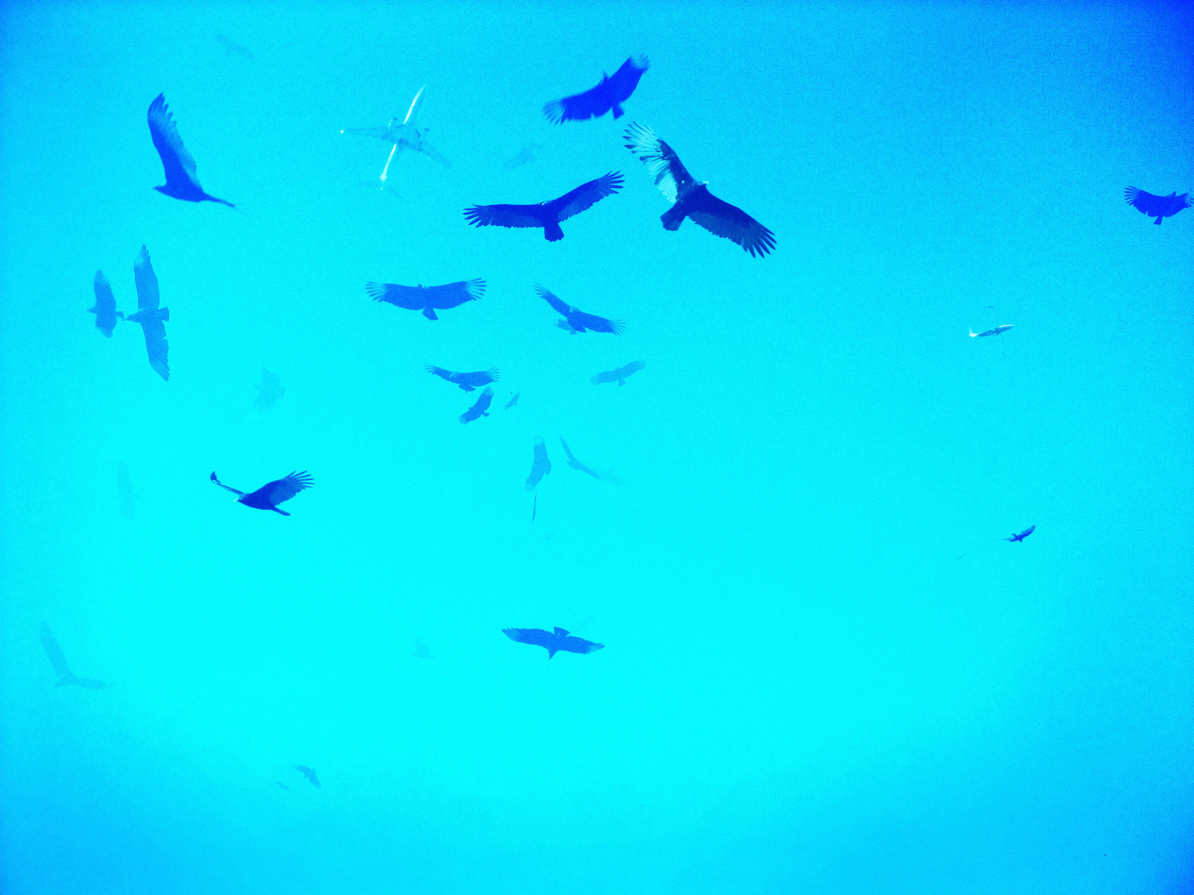 One Hour of Birds (Melanie Oliva - Watching buzzards, the guardians of the neighborhood, Miami)
