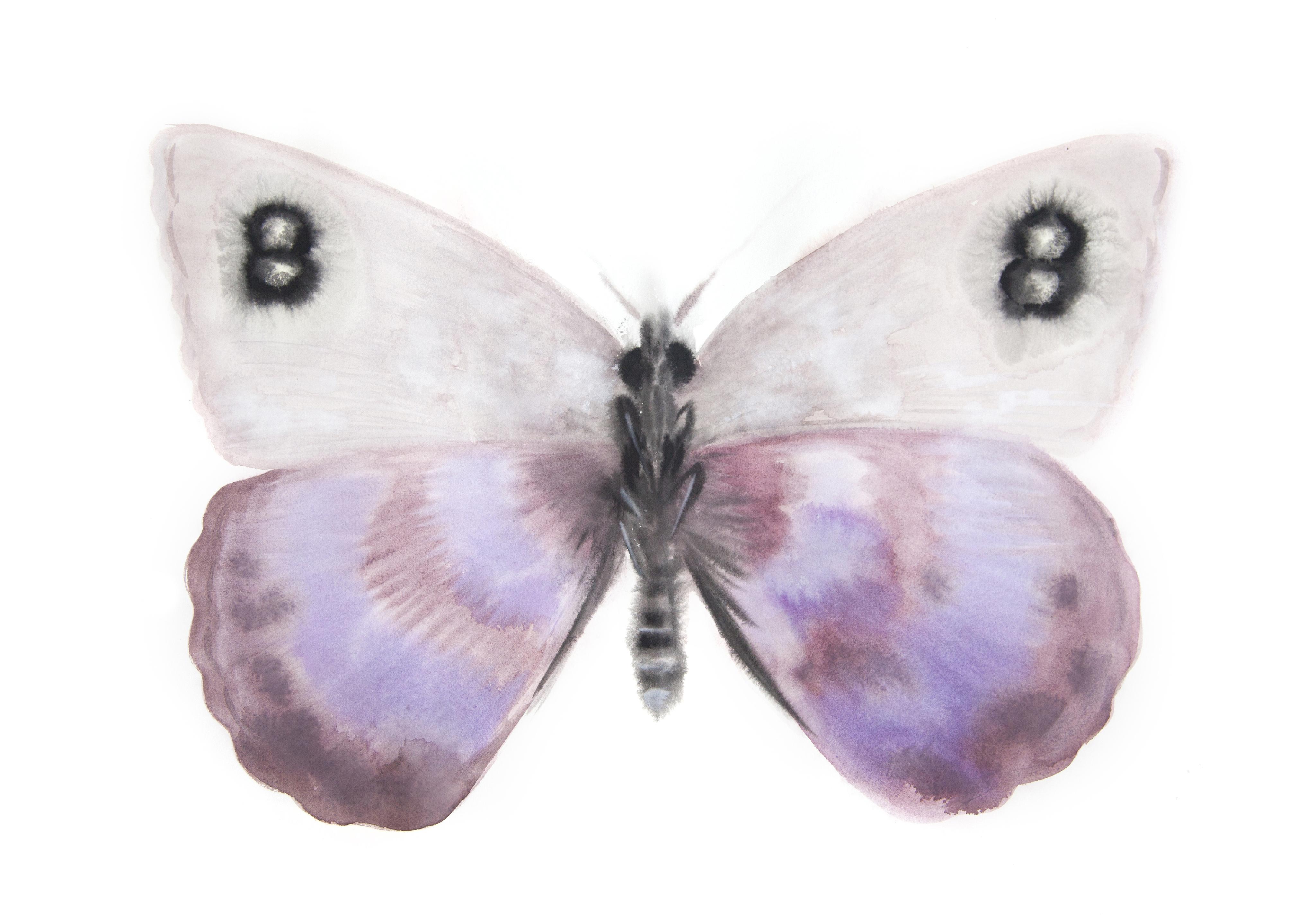 Godunov's Erebia (Erebia godunovi) from Father's Butterflies - Verso I