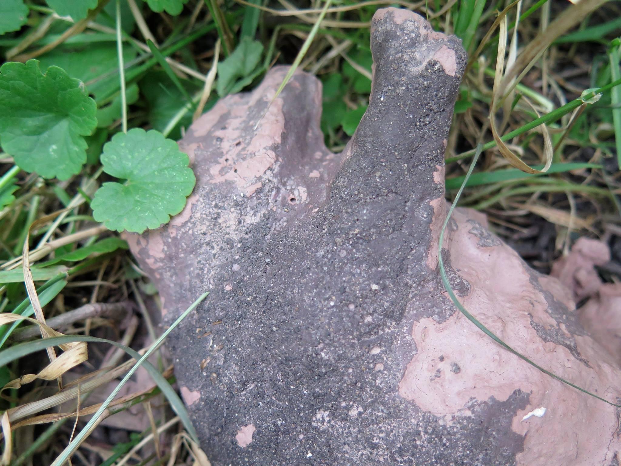 Biodegradable bison, two weeks after its placement in Buffalo Park by June Gwalthney