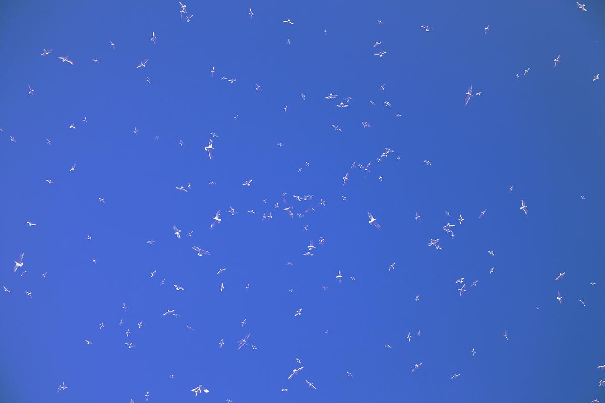One Hour of Birds (Jenny Kendler - Lying on the deck of the Roger Brown House with friends, Summertime in Michigan)