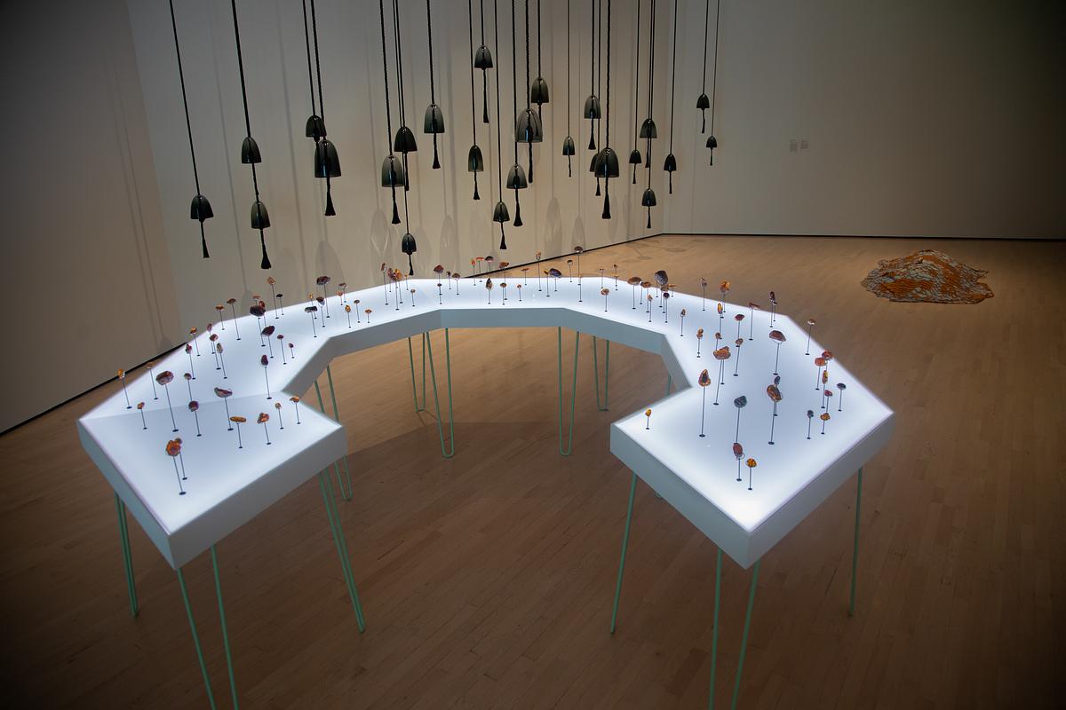 Amber Archive installed at the MSU Broad as part of "Jenny Kendler: The Long Goodbye"