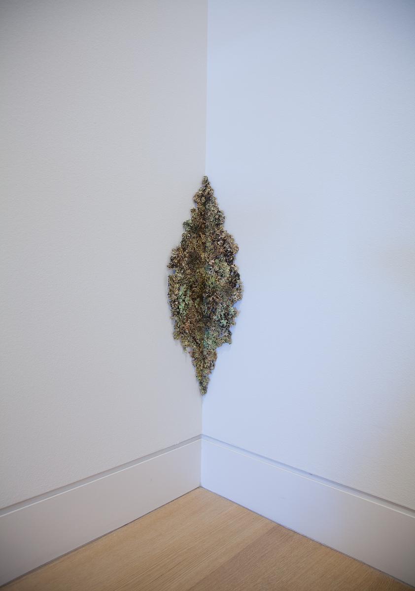Encrustation (Lichen)
