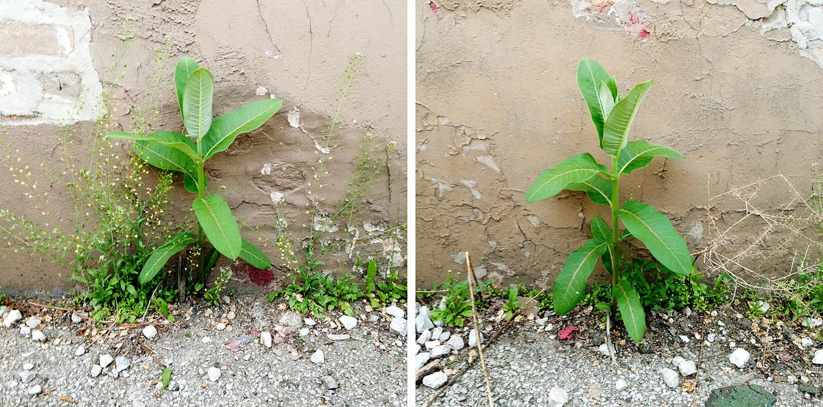 Milkweed Dispersal Balloons - urban milkweed sprouting in alleyways