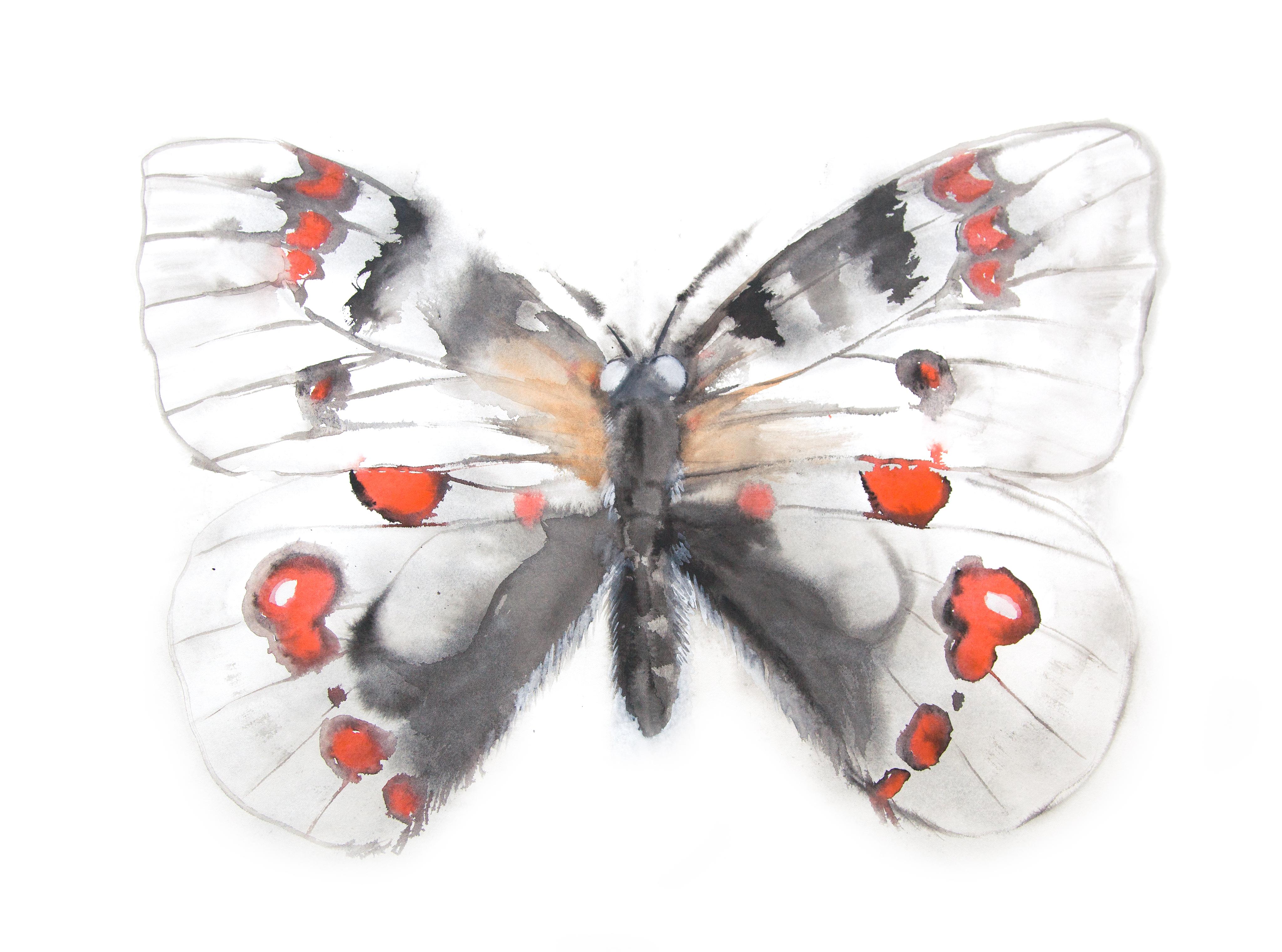 Diaphanous Parnassian (Parnassius diaphanus) from Ada, or Ardor - Recto I