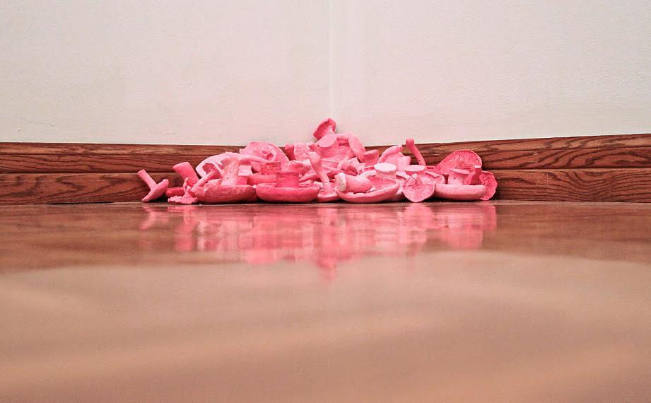 'Fungi for Fungi' at The Salina Art Center