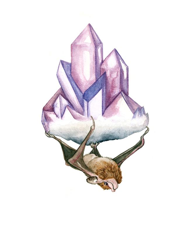 Seychelles Sheath-tailed Bat by Molly Schafer