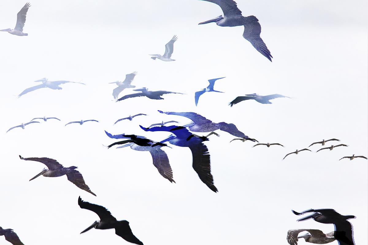 One Hour of Birds (Jenny Kendler - Brown Pelicans and a Magnificent Frigatebird flying along the 	Pacific, Nosara, Costa Rica)
