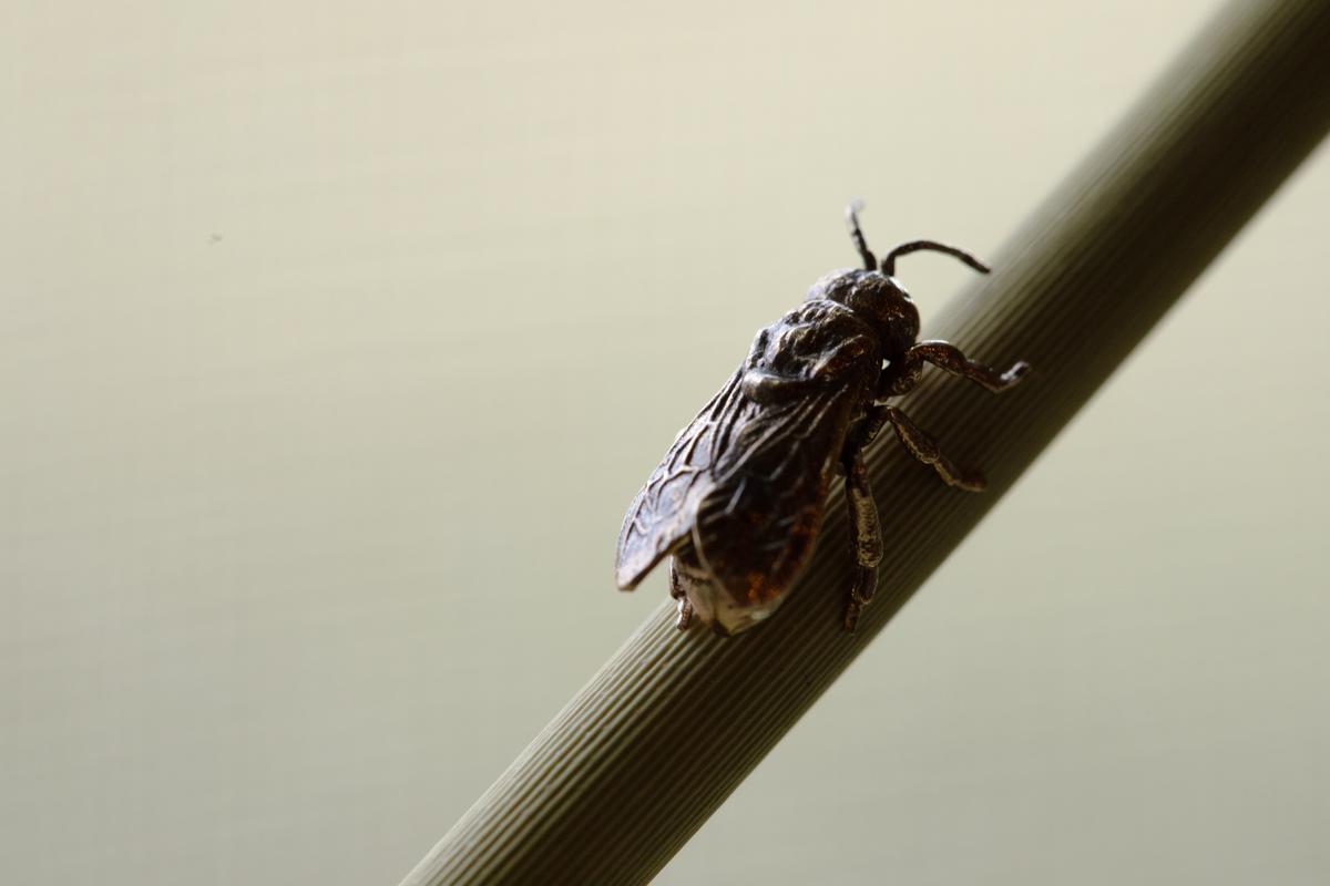 The Keeping of Bees (A Distributed Monument)