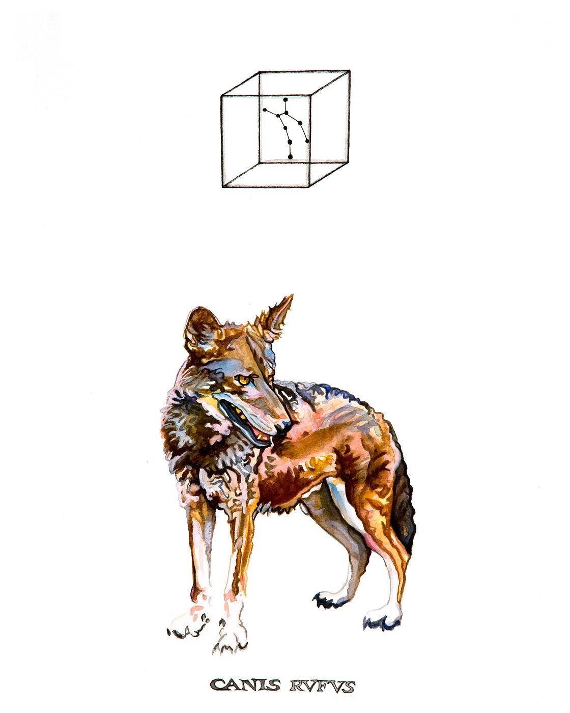 Red Wolf by Christopher Reiger