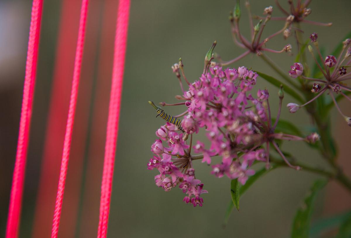 Field of Vision: A Garden for Others