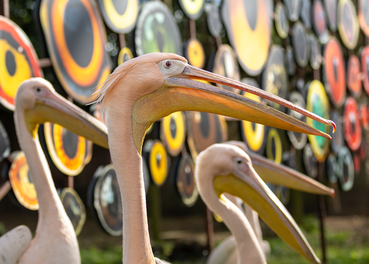Detail of Birds Watching III at London Zoo