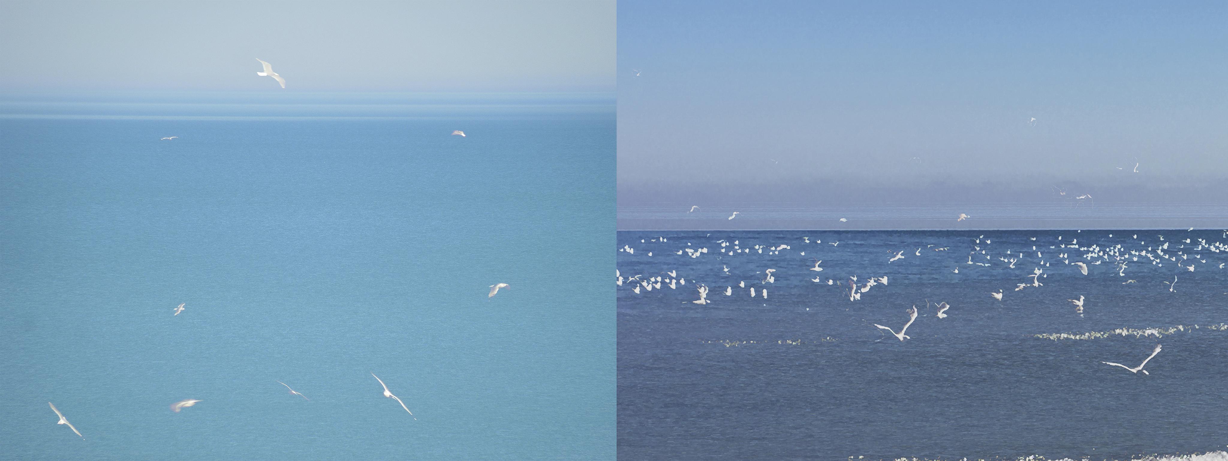 One Hour of Birds [Katherine Trumbull Fimreite
 - Watching from her window overlooking Lake Michigan, Chicago (left) & One Hour of Birds   Devotion, Edgewater Beach, Chicago (right)]
