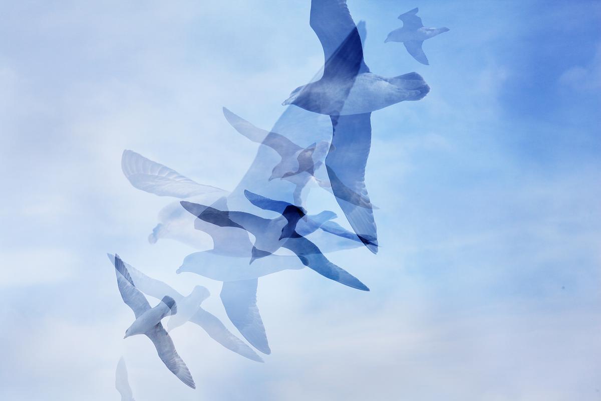 One Hour of Birds (Jenny Kendler - On the deck of The Polargirl on the way back from Pyramiden, against the wind, Svalbard)