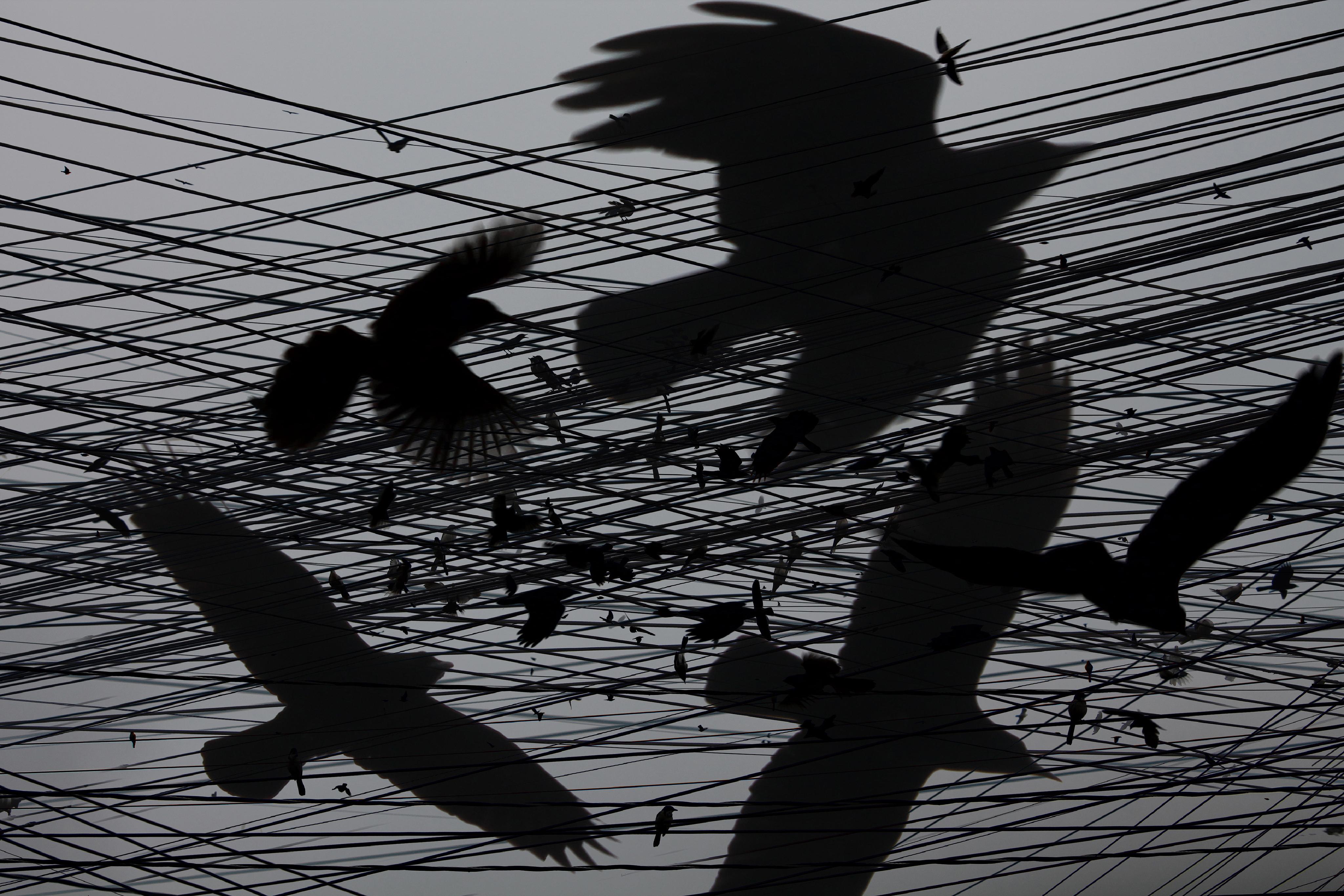 One Hour of Birds (Maya Land  Crows, and others, on the wires)