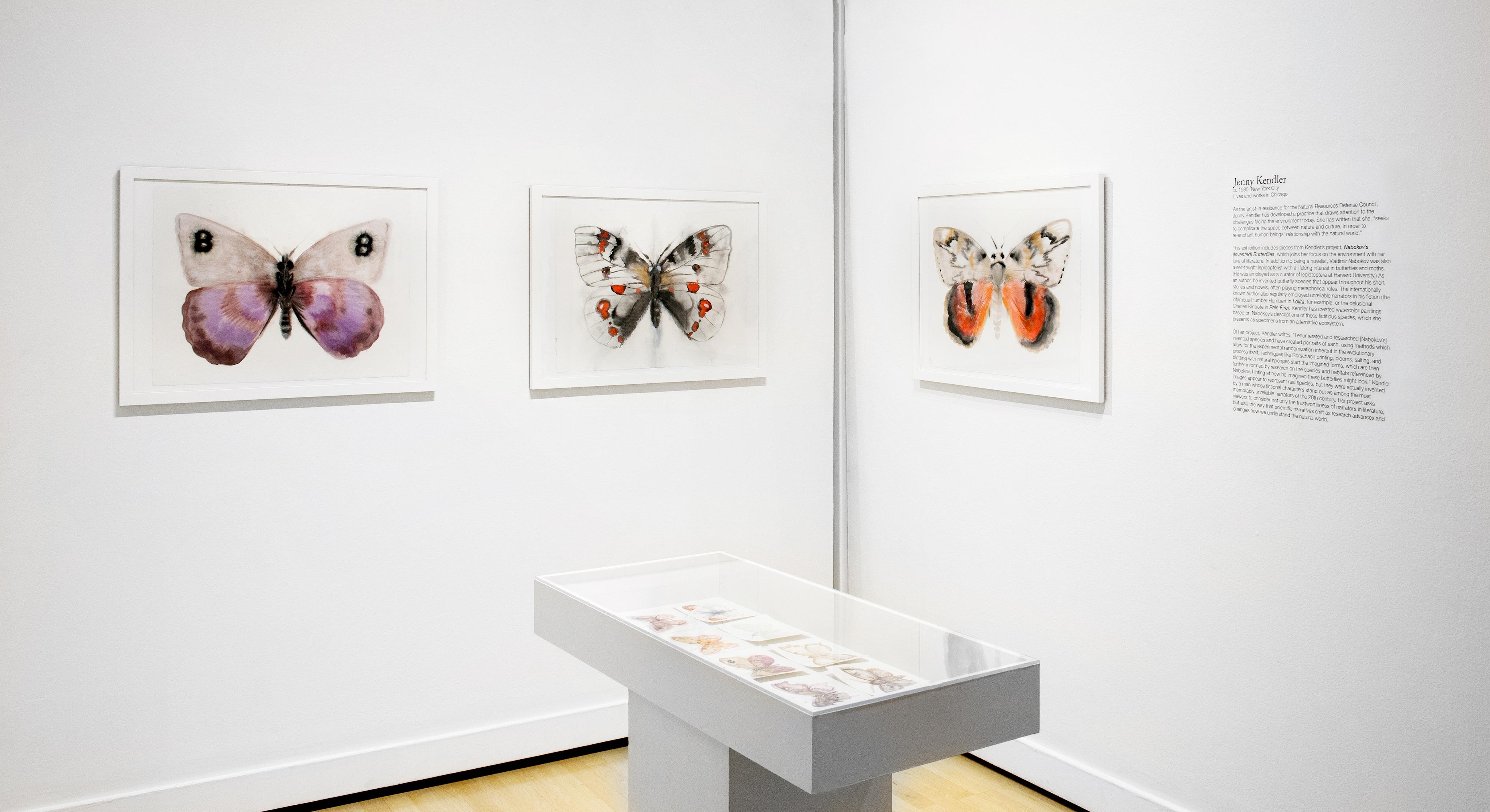 Exhibition detail of Nabokov's (Invented) Butterflies