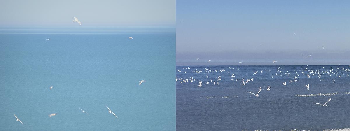 One Hour of Birds [Katherine Trumbull Fimreite
 - Watching from her window overlooking Lake Michigan, Chicago (left) & One Hour of Birds   Devotion, Edgewater Beach, Chicago (right)]

