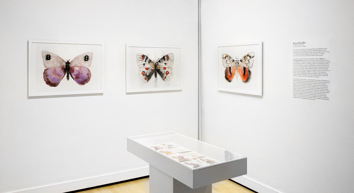 Exhibition detail of Nabokov's (Invented) Butterflies