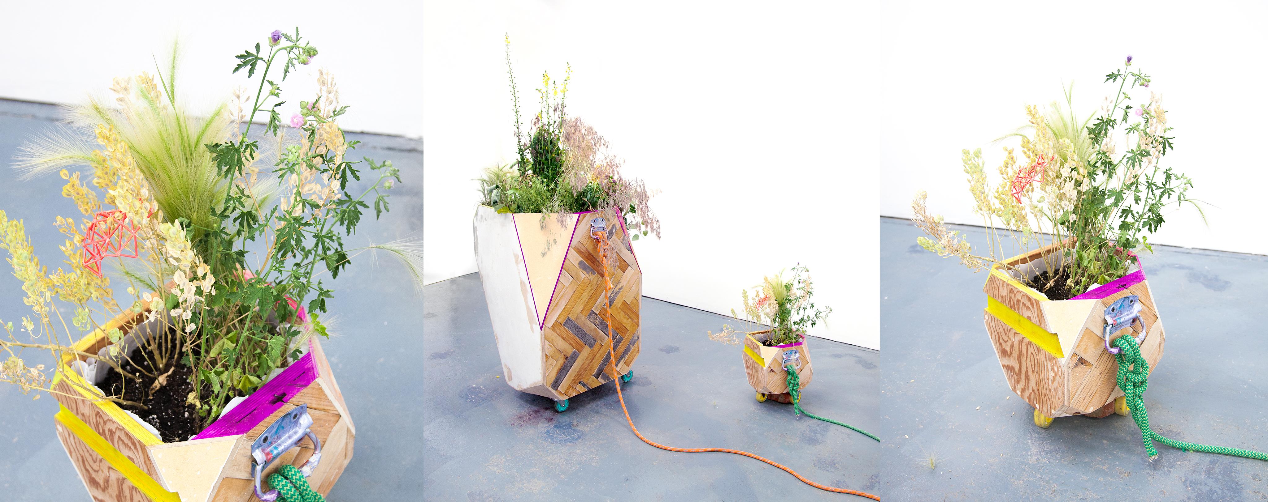 Study for Garden for a Changing Climate