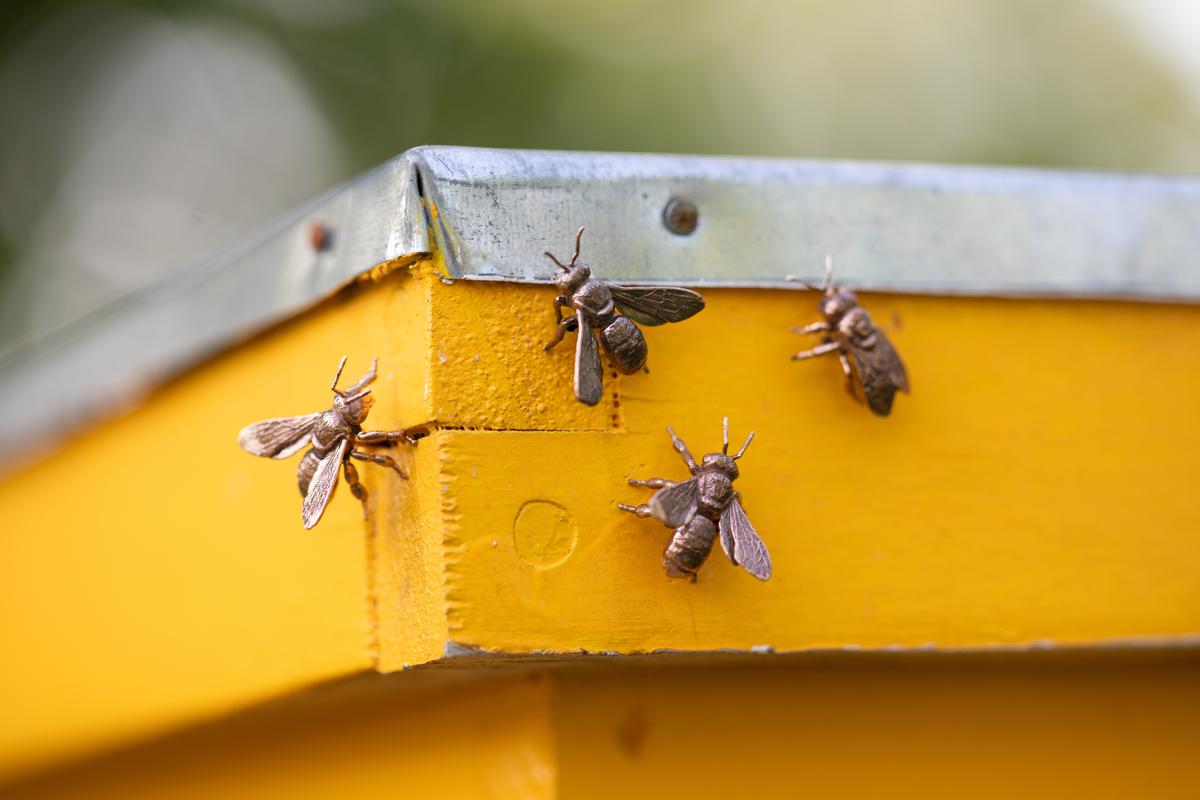 The Keeping of Bees (A Distributed Monument)