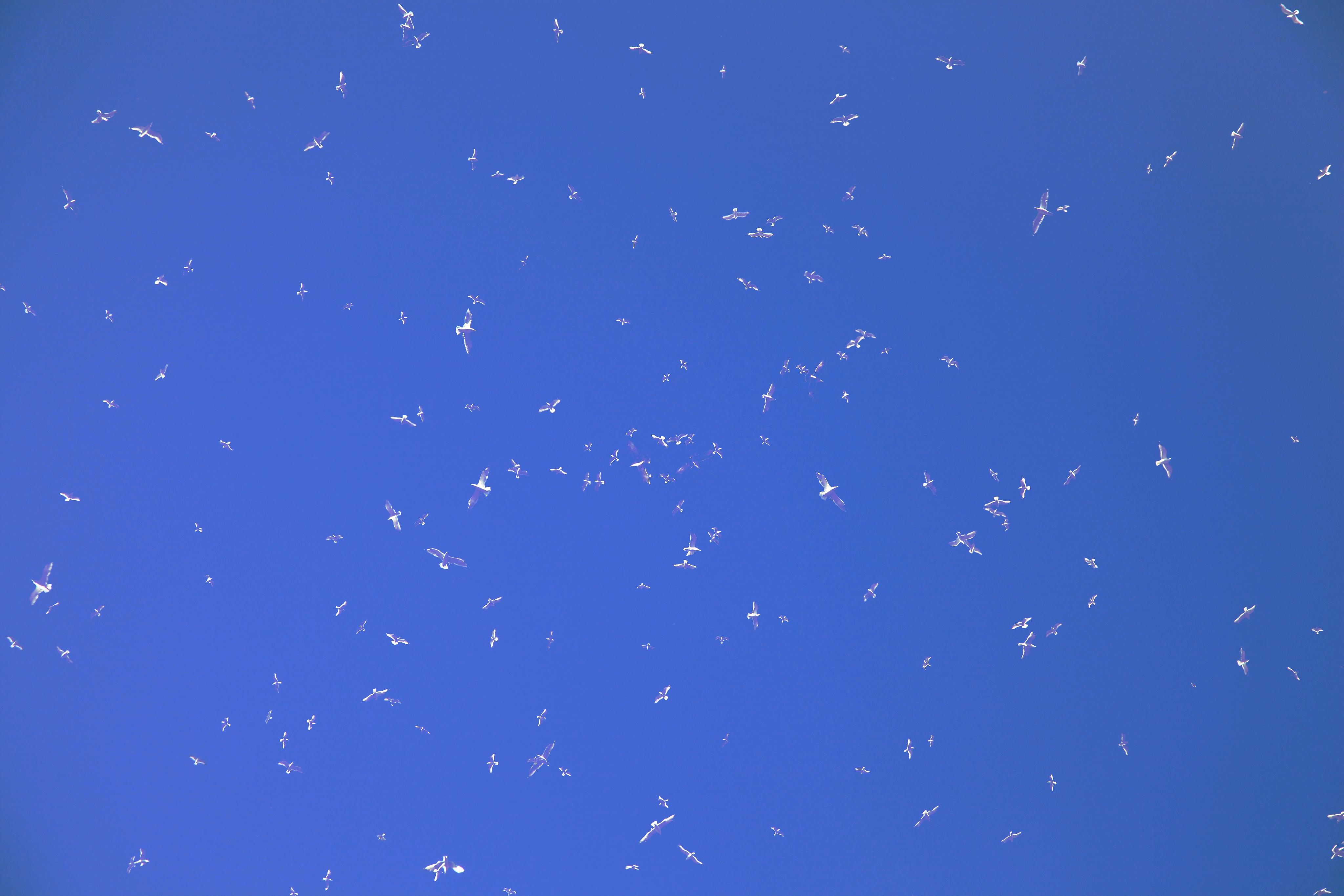 One Hour of Birds (Jenny Kendler - Lying on the deck of the Roger Brown House with friends, Summertime in Michigan)