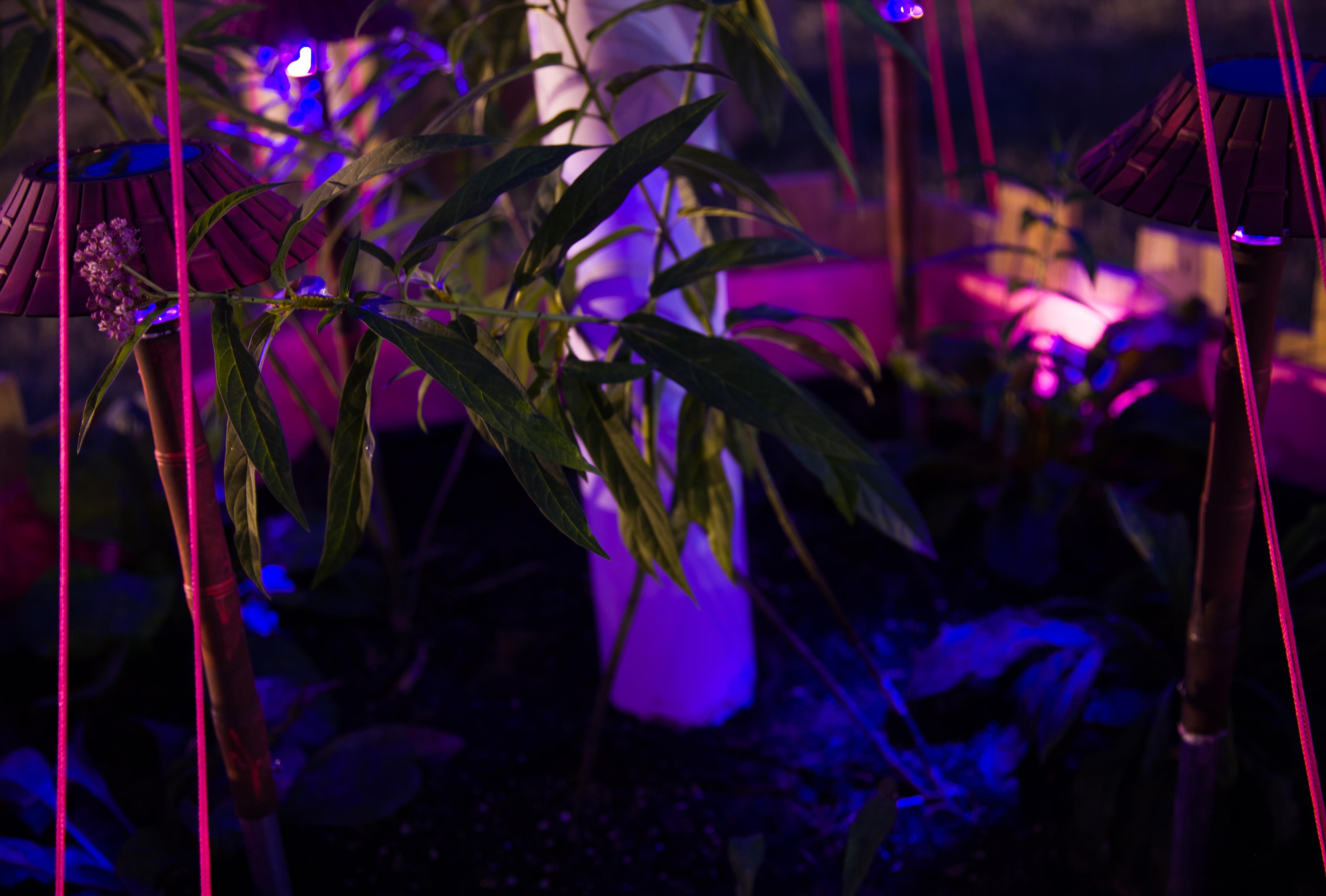 Field of Vision: A Garden for Others
