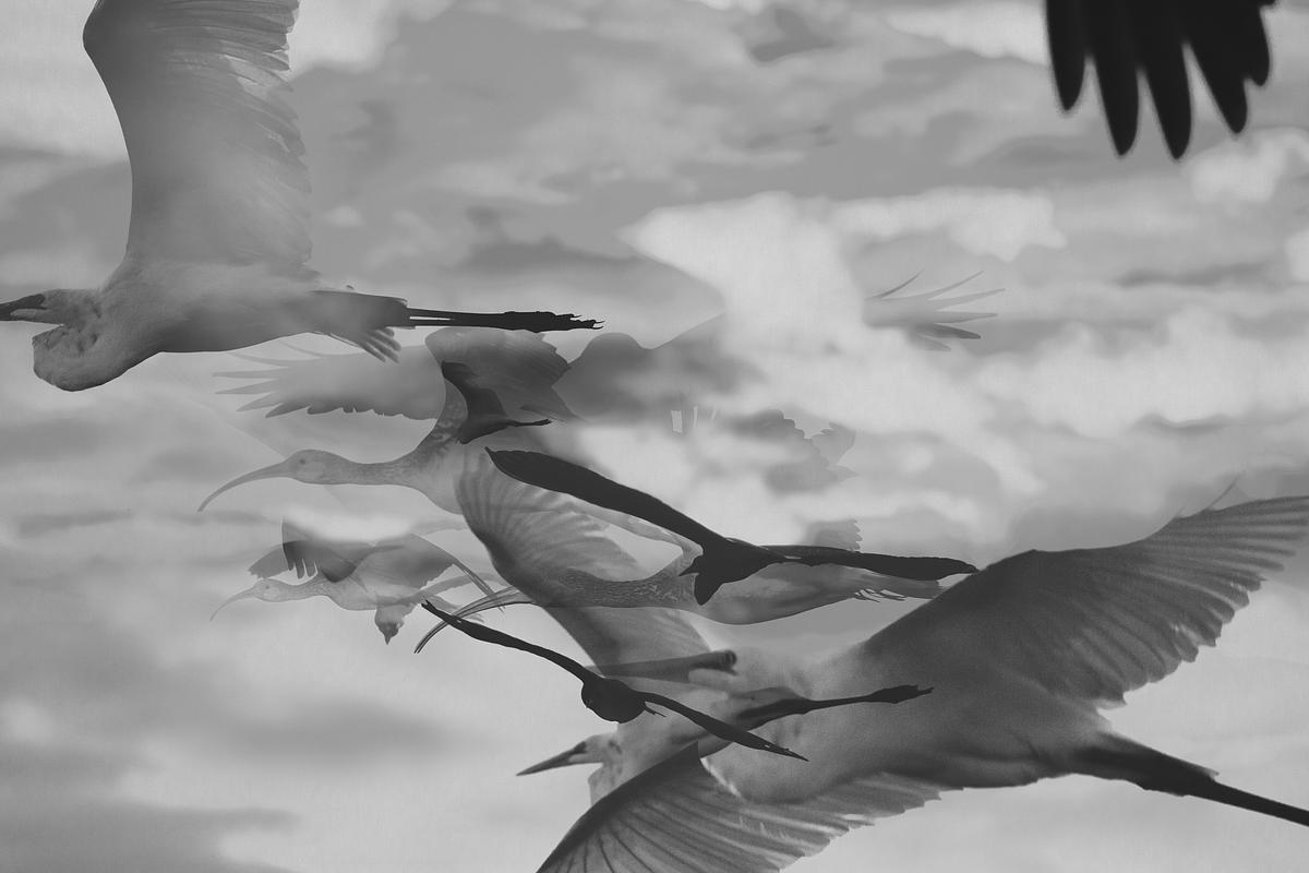 One Hour of Birds (Brent Rosenthal - One of his favorite places, Shark Valley, Everglades National Park, Florida)