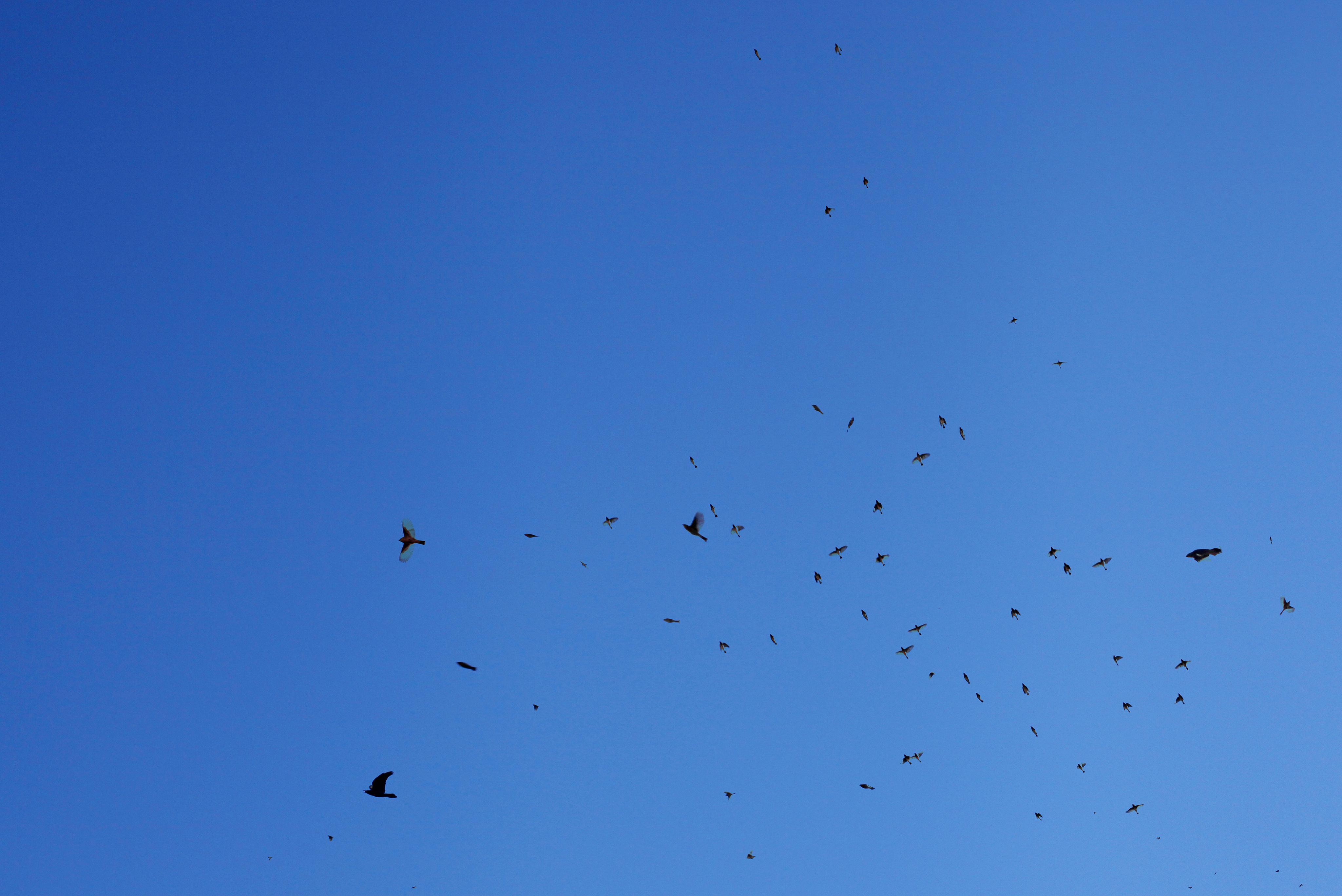 One Hour of Birds (Lilly McElroy - Morning in her Highland Park front yard, Hoping for the unkindness of ravens to return, Los Angeles)