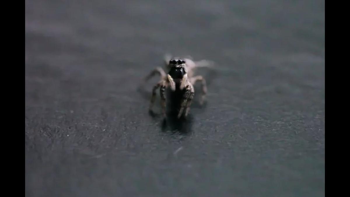 A Spider Experiences The Dark Side of the Moon