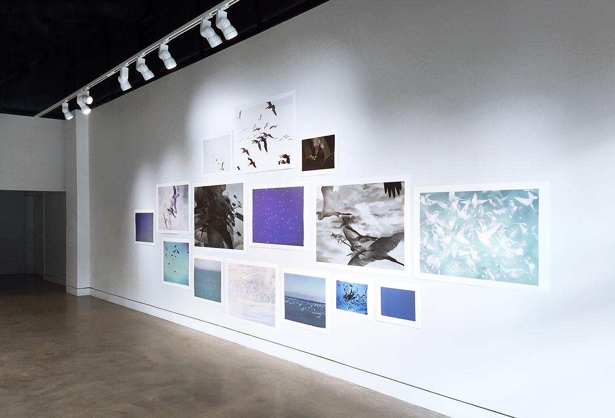 One Hour of Birds at iMOCA