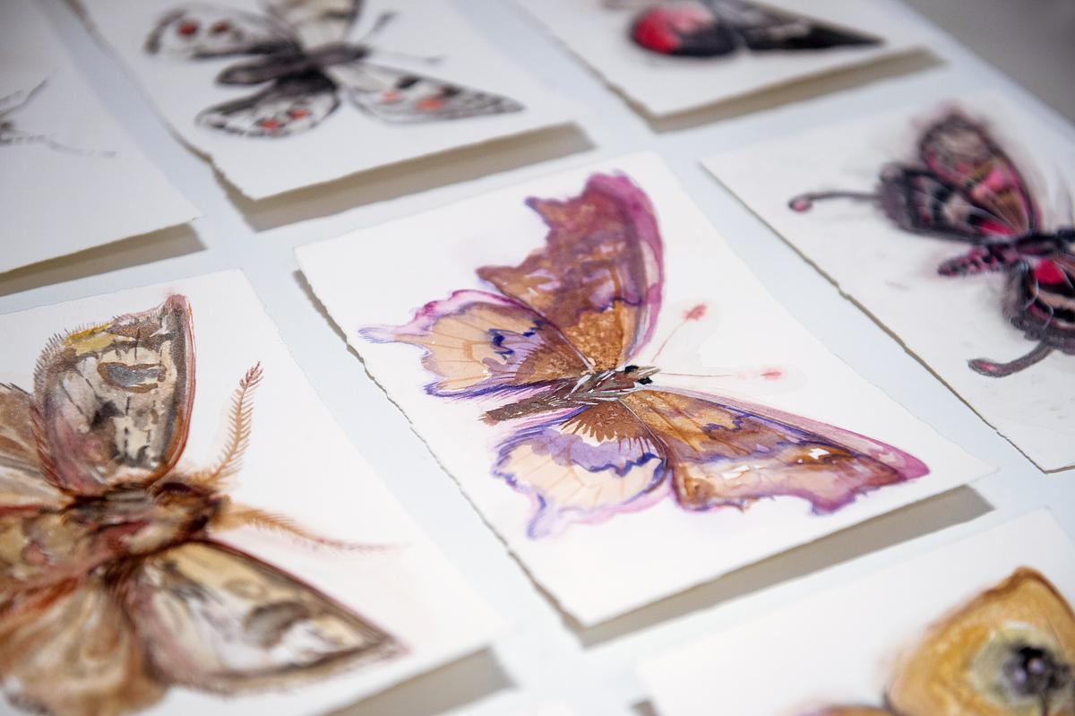Detail of Nabokov's (Invented) Butterflies in vitrine
