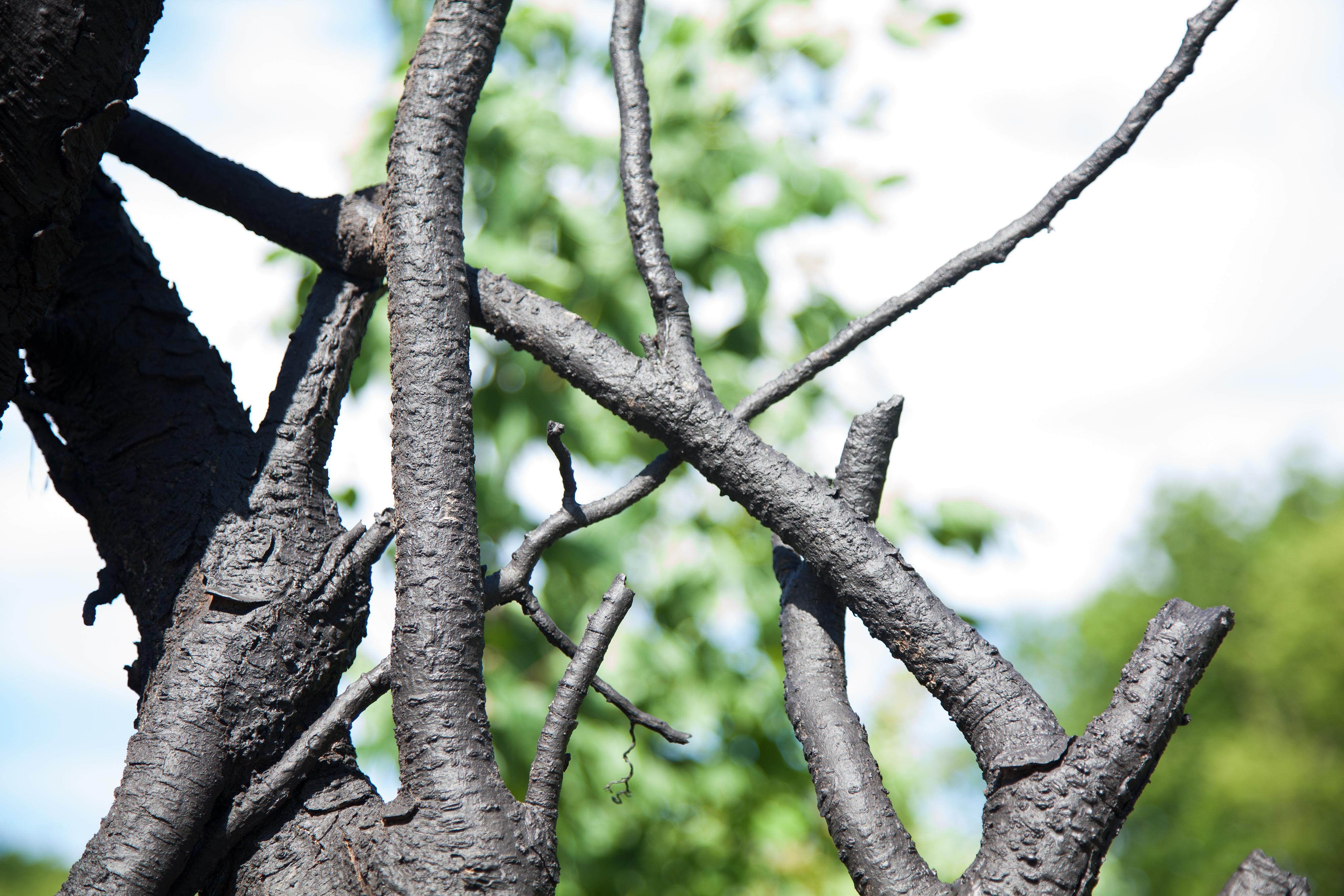 See the Forest (for the trees)