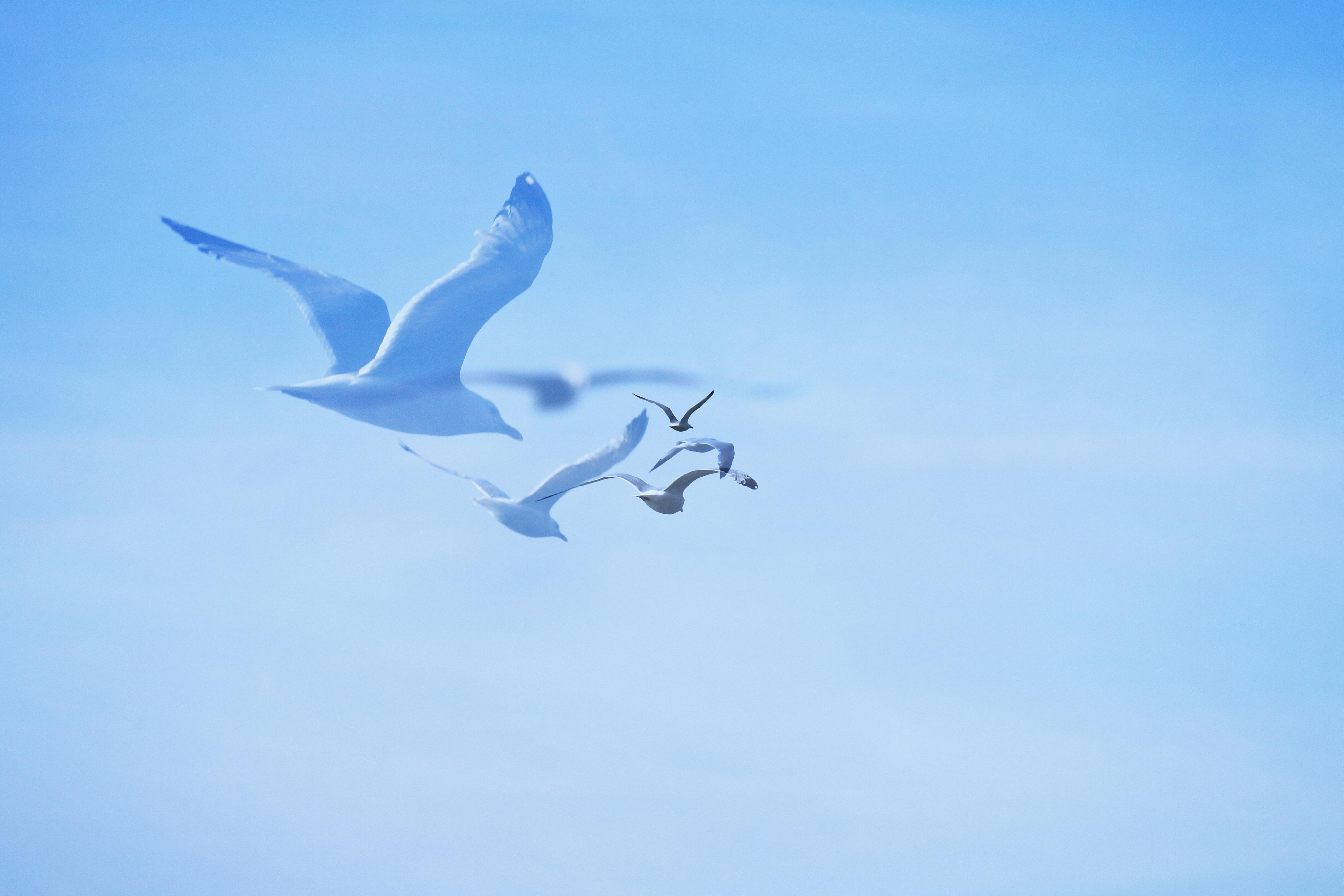 One Hour of Birds (Kevin Lair  Seagulls)