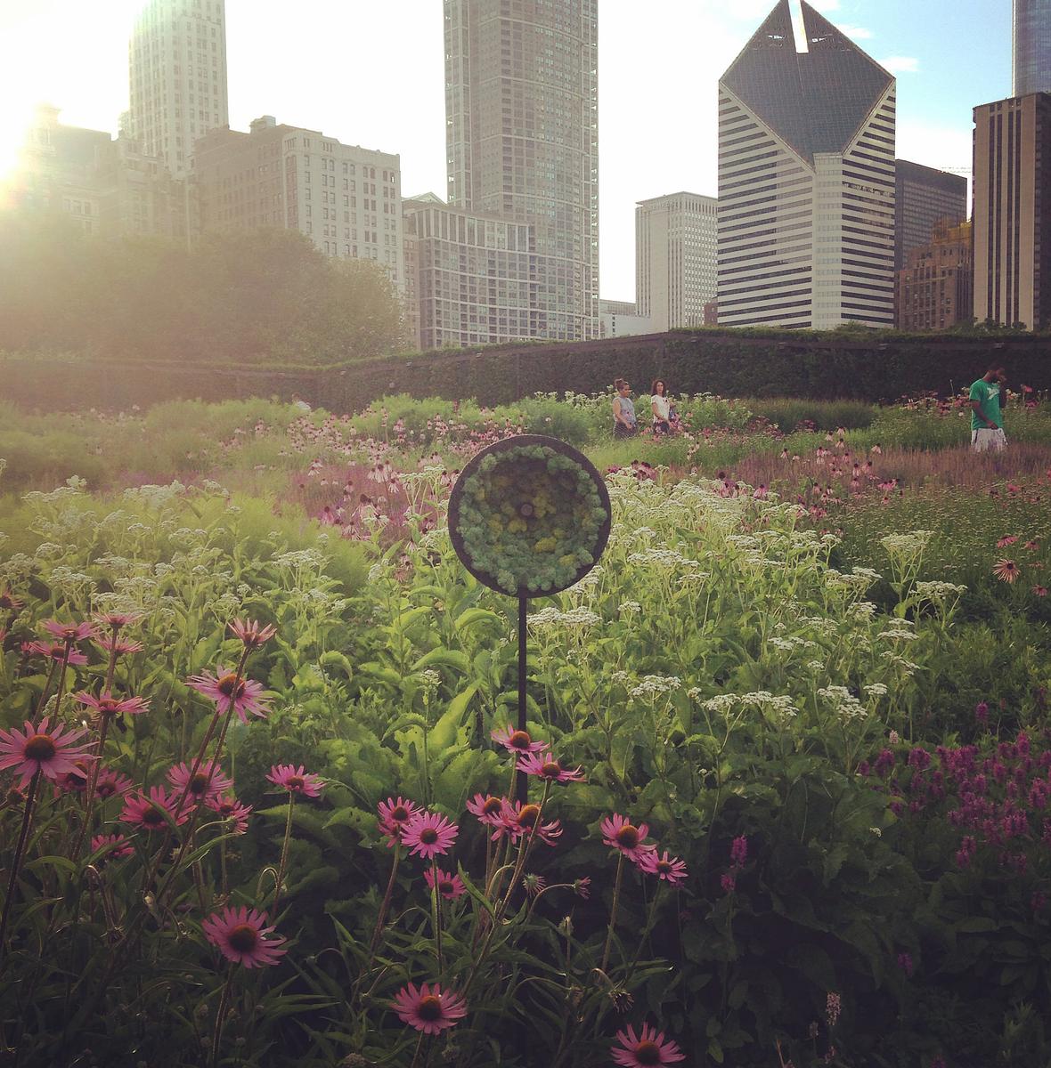 The Tell it to the Birds microphone set up temporarily in Millennium Park's Lurie Garden