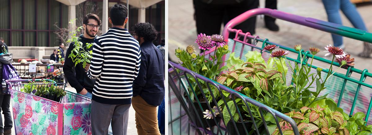 Garden for a Changing Climate at UIC