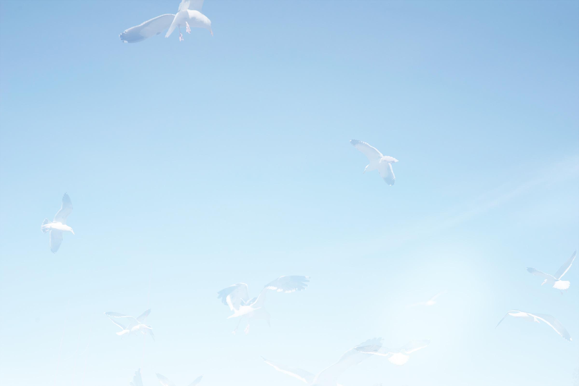 One Hour of Birds (Patricia + Mel Dorin  Gulls circling)
