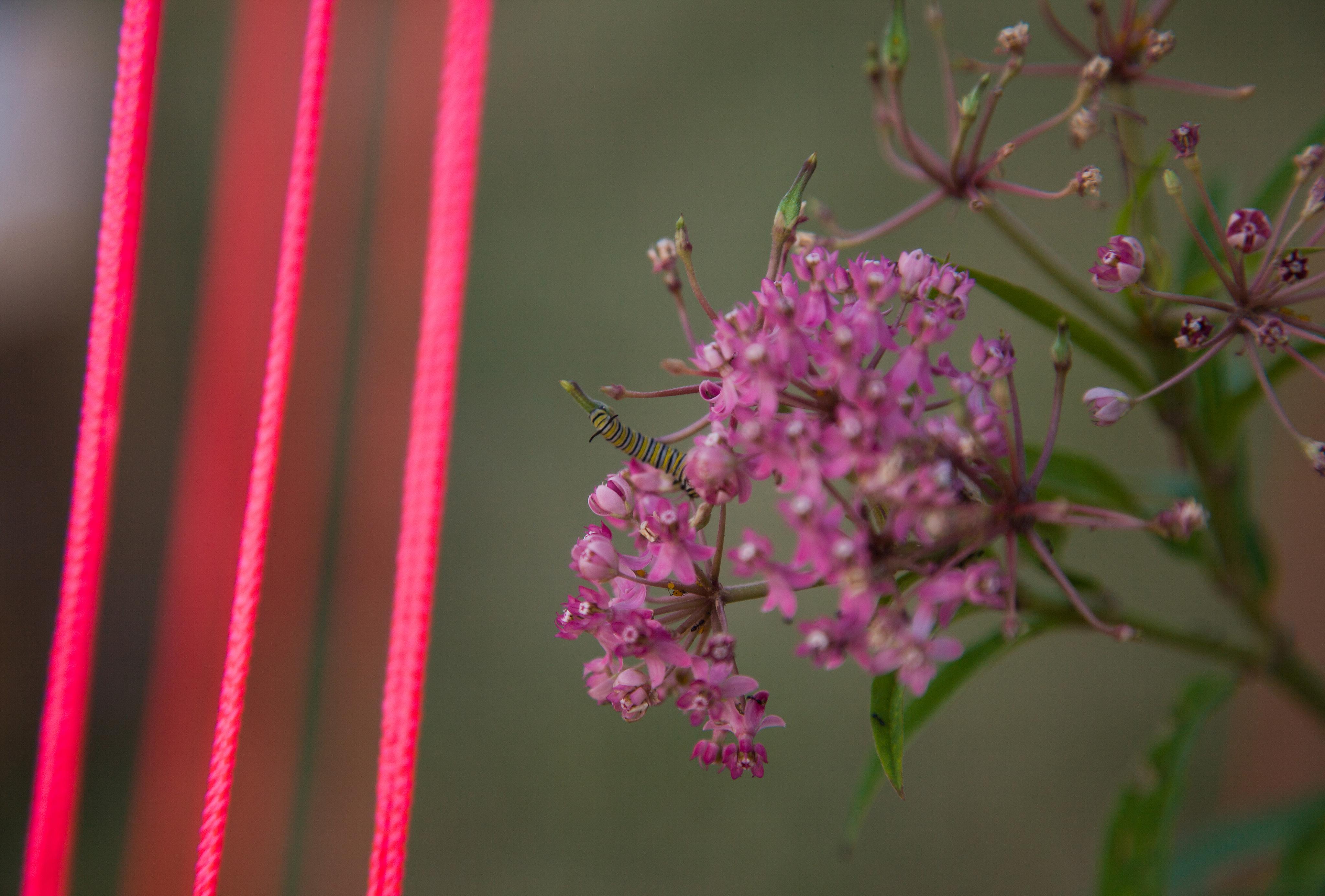 Field of Vision: A Garden for Others