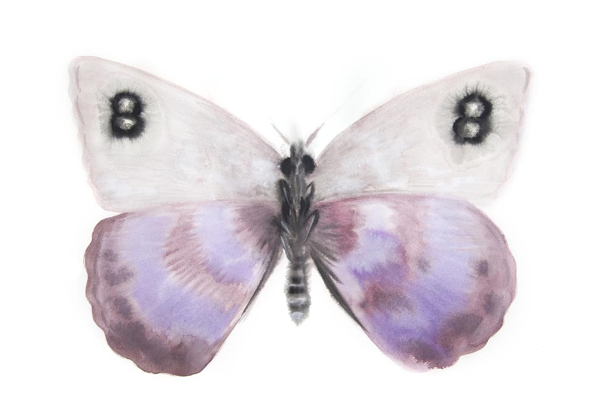 Godunov's Erebia (Erebia godunovi) from Father's Butterflies - Verso I