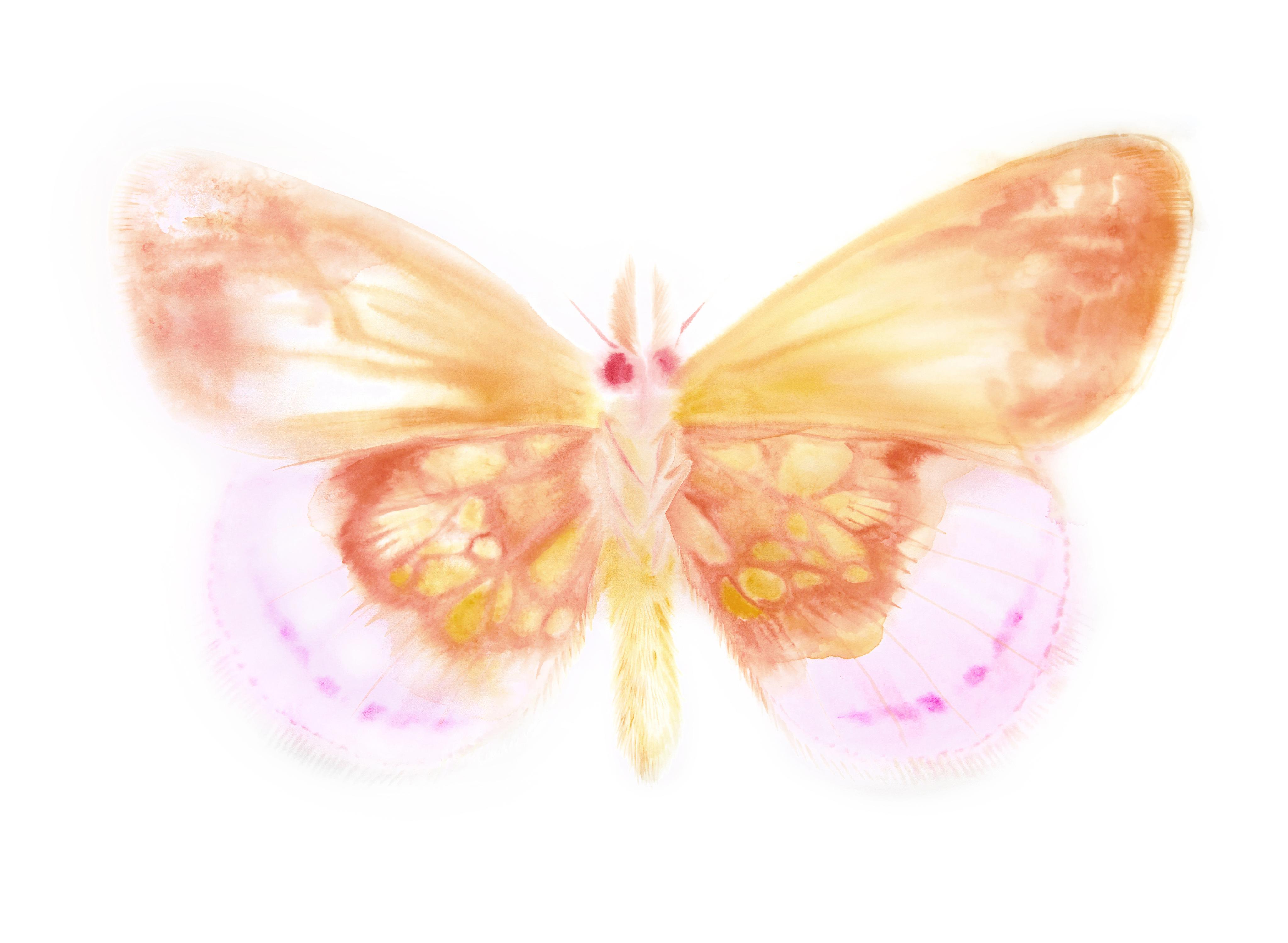 Krolik's Lesser Fritillary (Clossiana kroliki) from Ada, or Ardor - Verso I